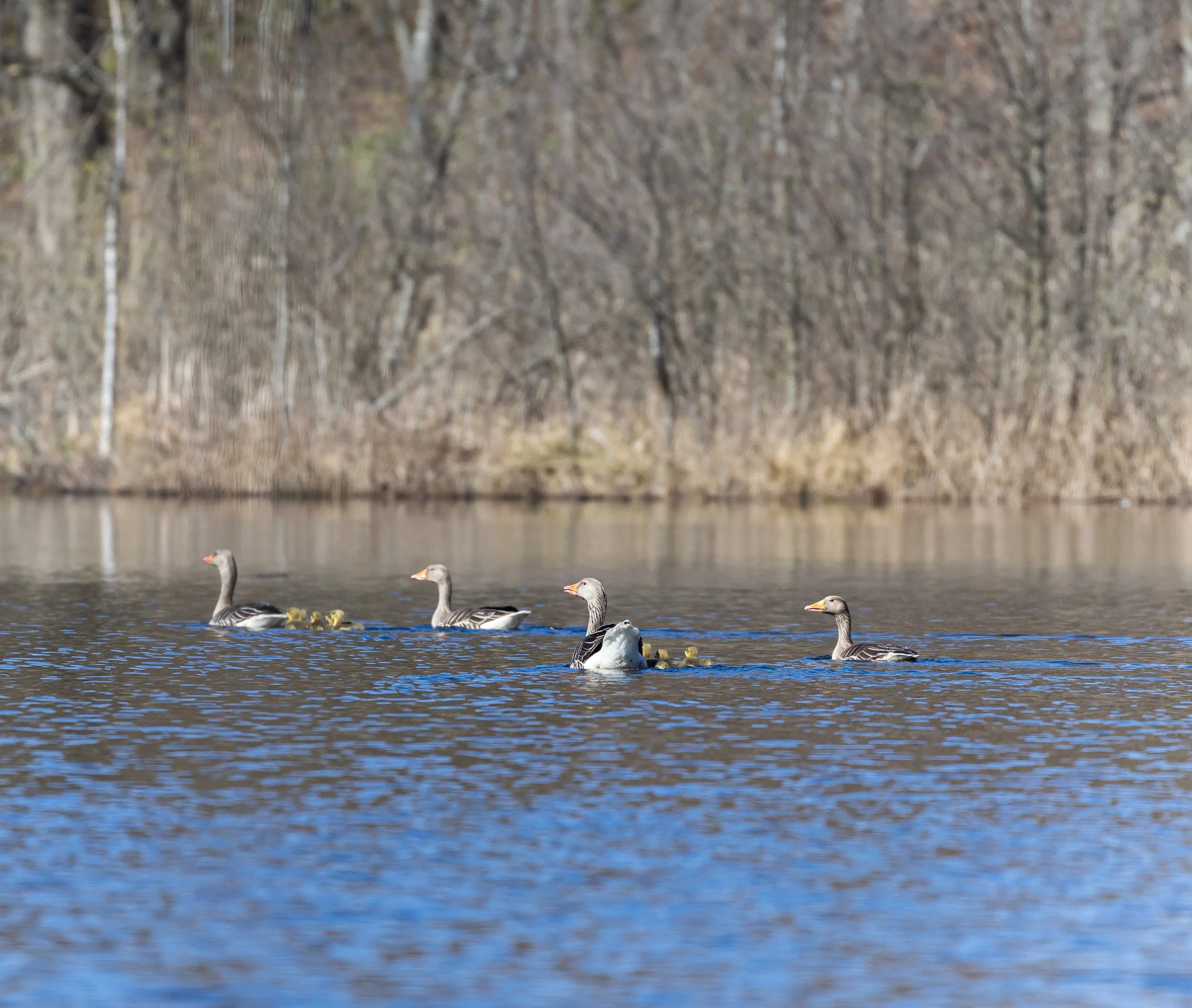 Adult geese with  goslings in a forest lake