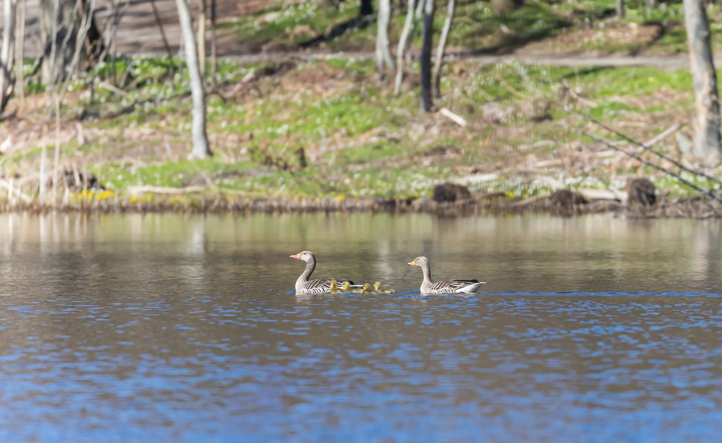 Adult geese with  goslings in a forest lake