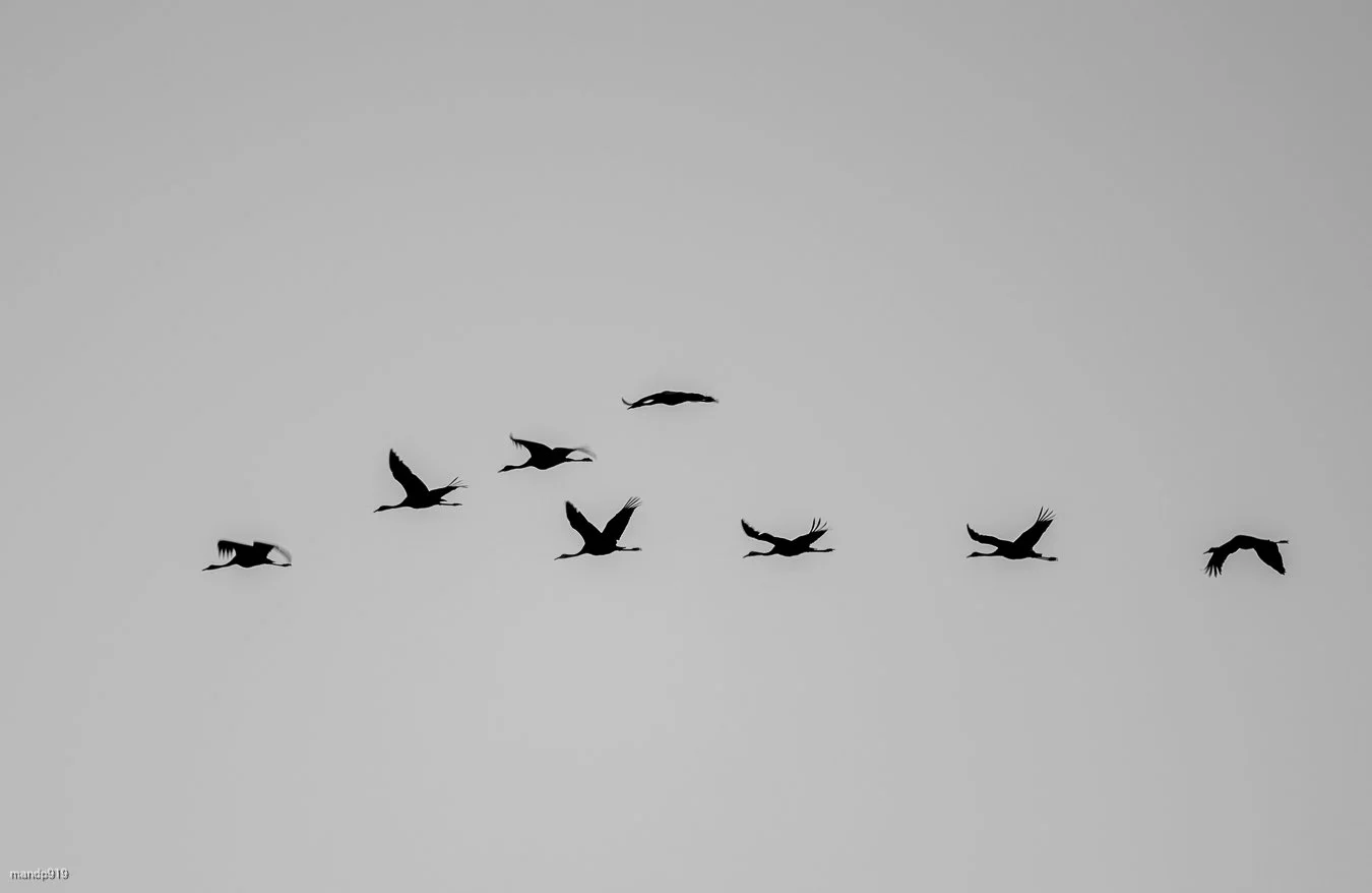 Cranes flying in formation