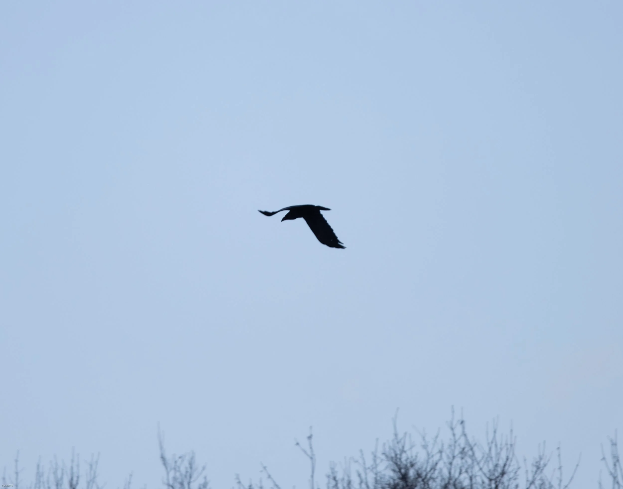 Raven in flight