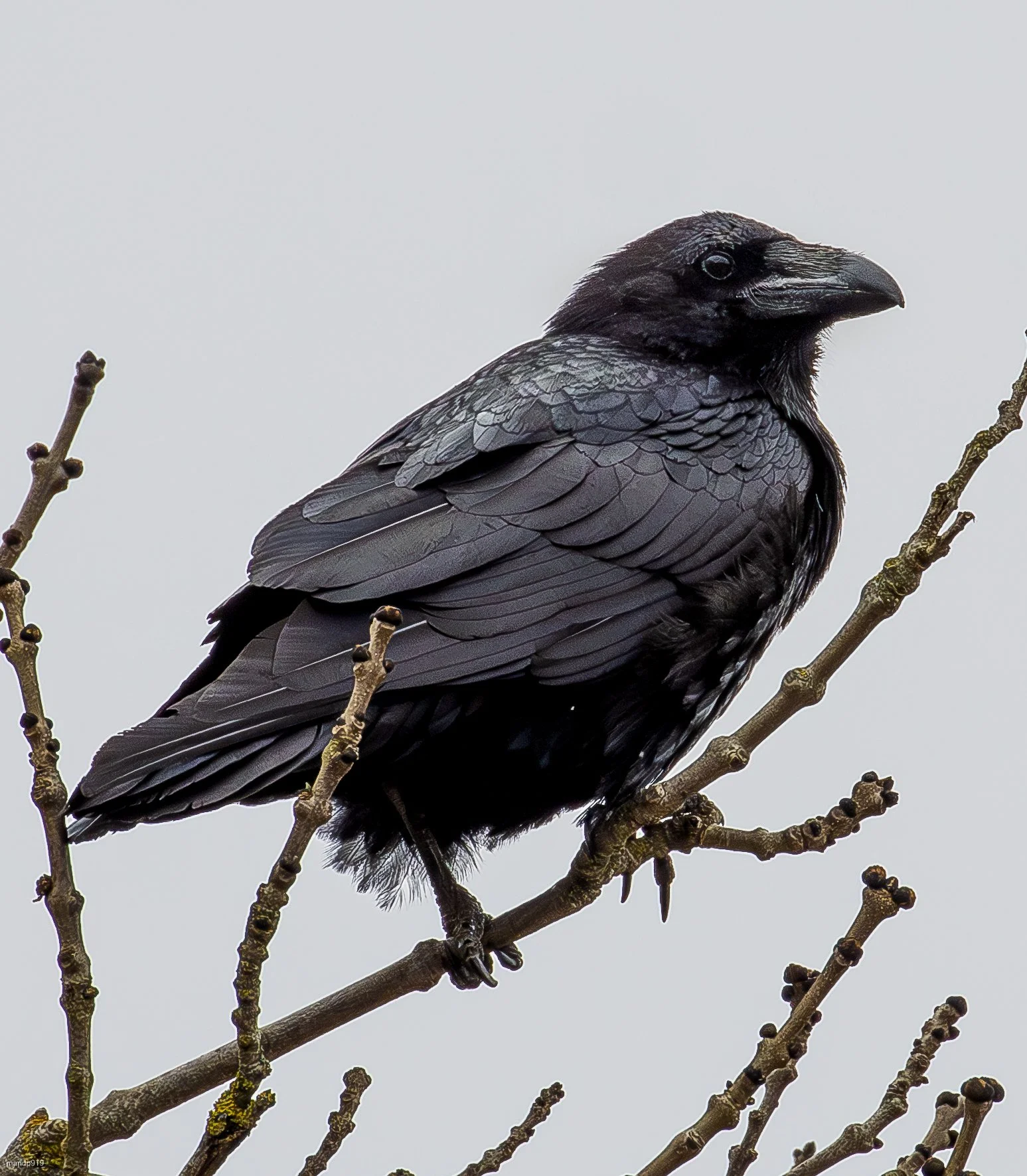 Raven sitting on a tree branch