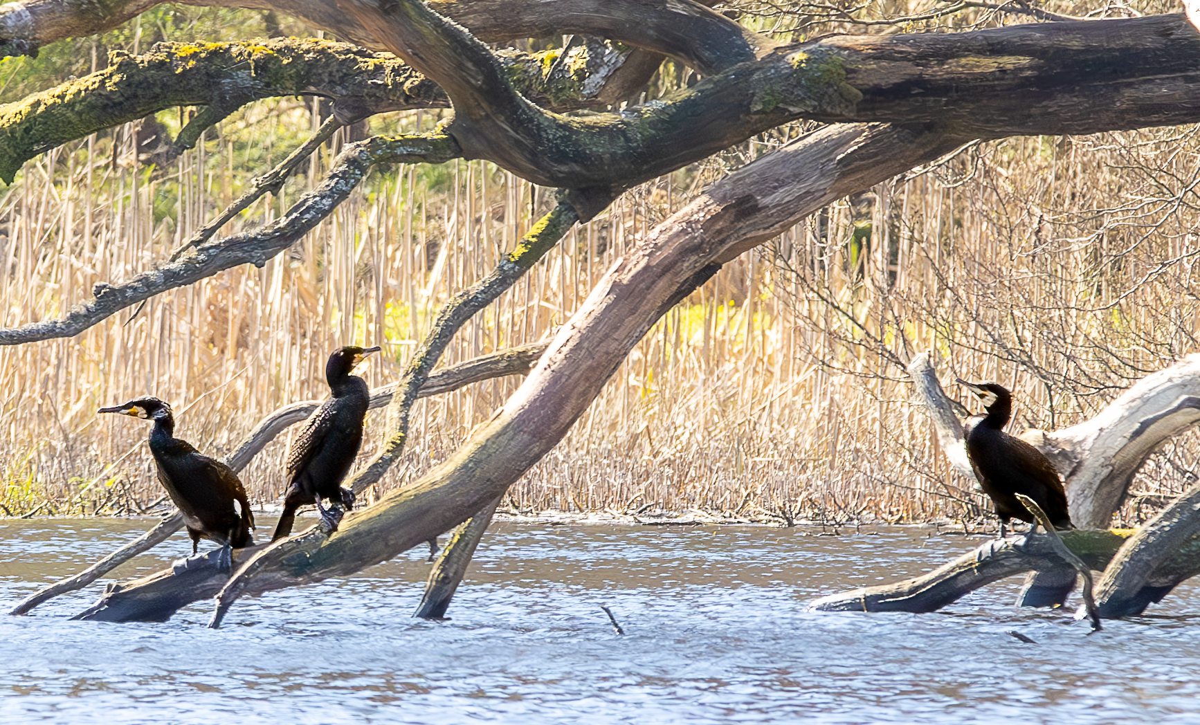 cormorants in a fallen dead tree