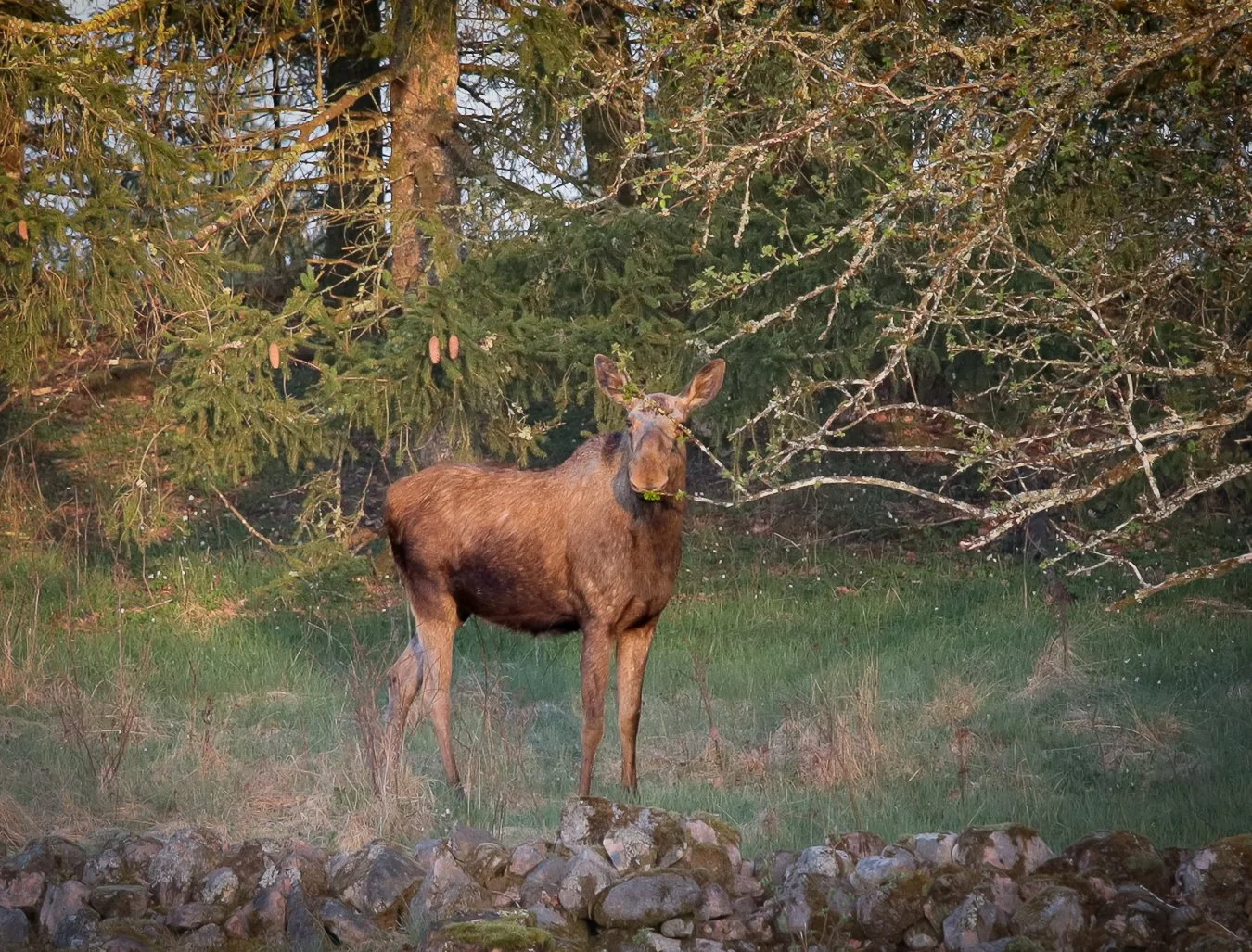 Moose standing in a garden in sweden