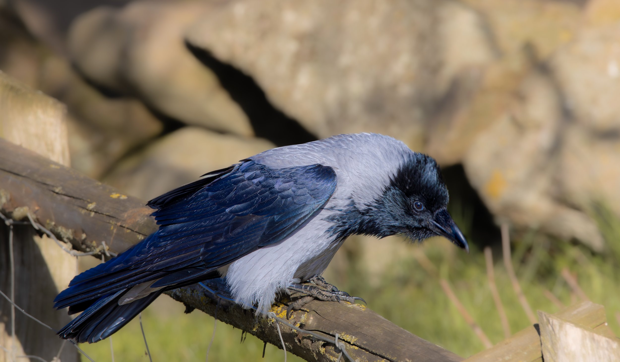 Grey crow on a fence with a rock wall in the background