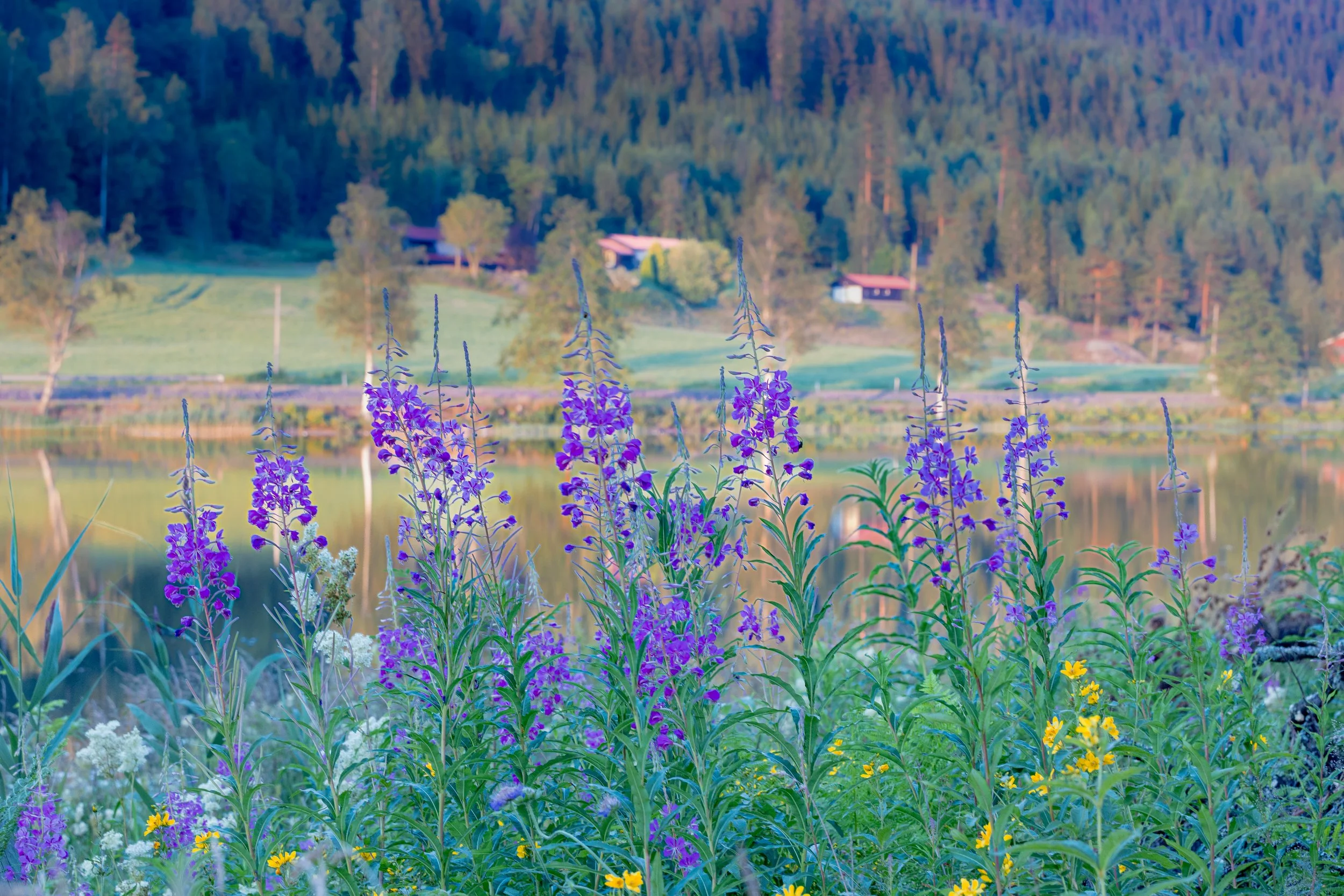 Violet flowers at a lake in Norway