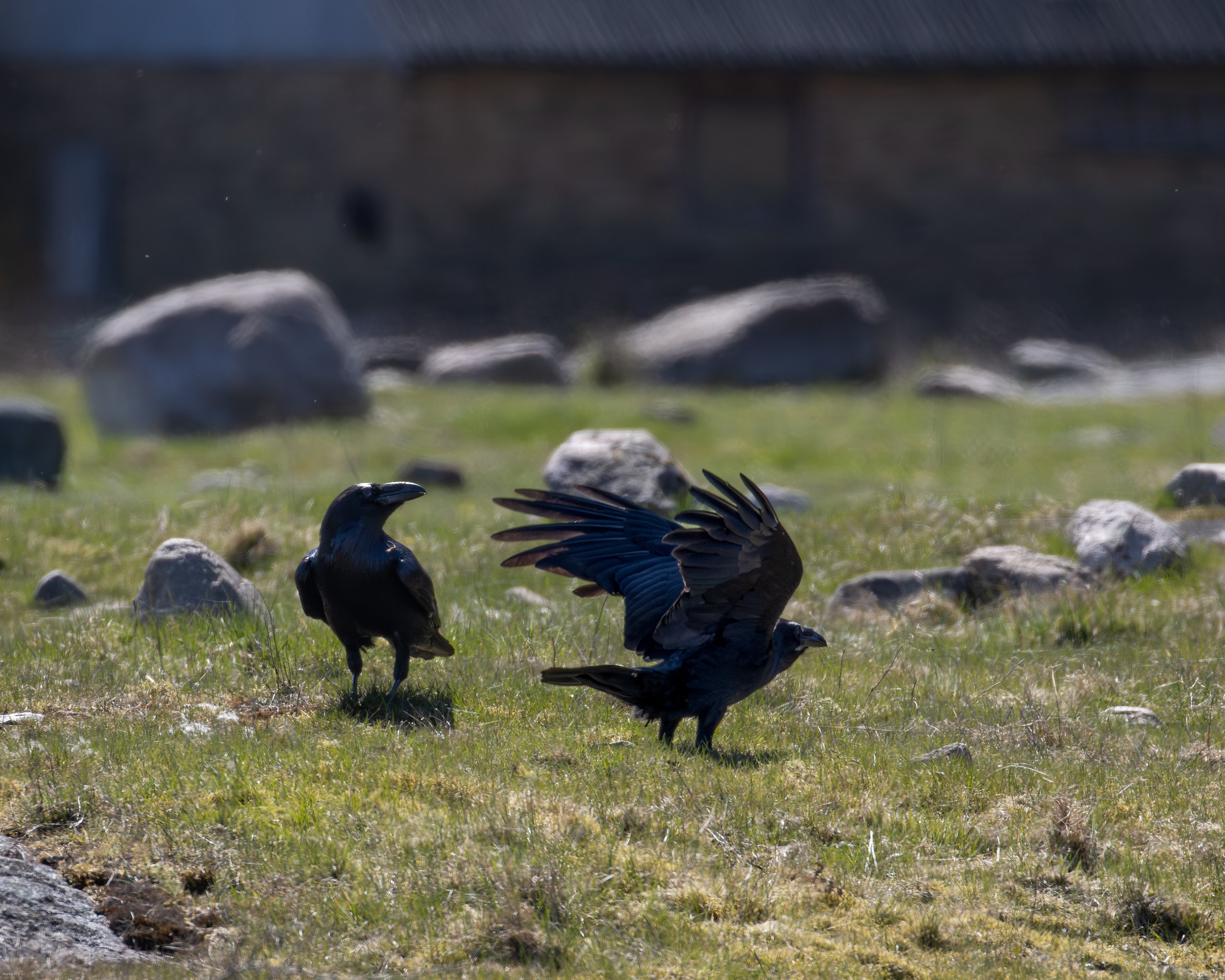 Ravens on the ground