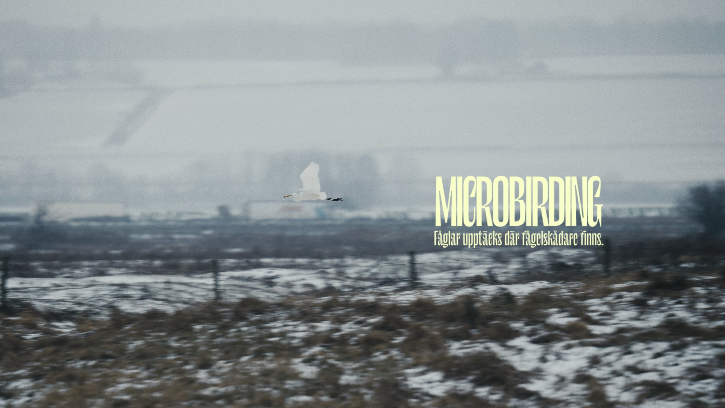 Microbirding