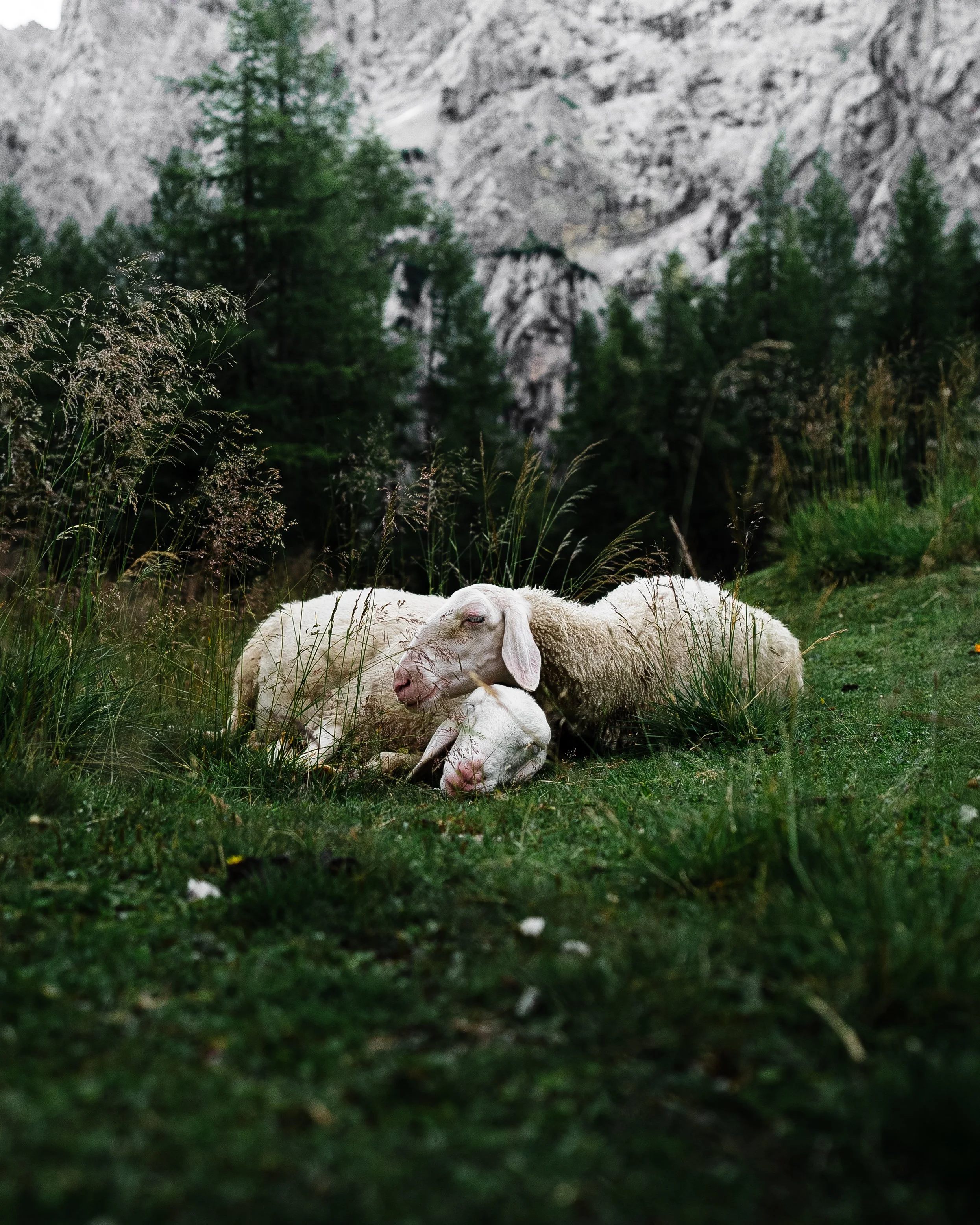 Three sheep resting on grass in a mountainous forest area with trees and rocky cliffs in the background.