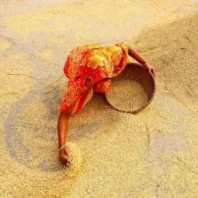 A woman in traditional clothing collecting grains from a large basket on the ground.