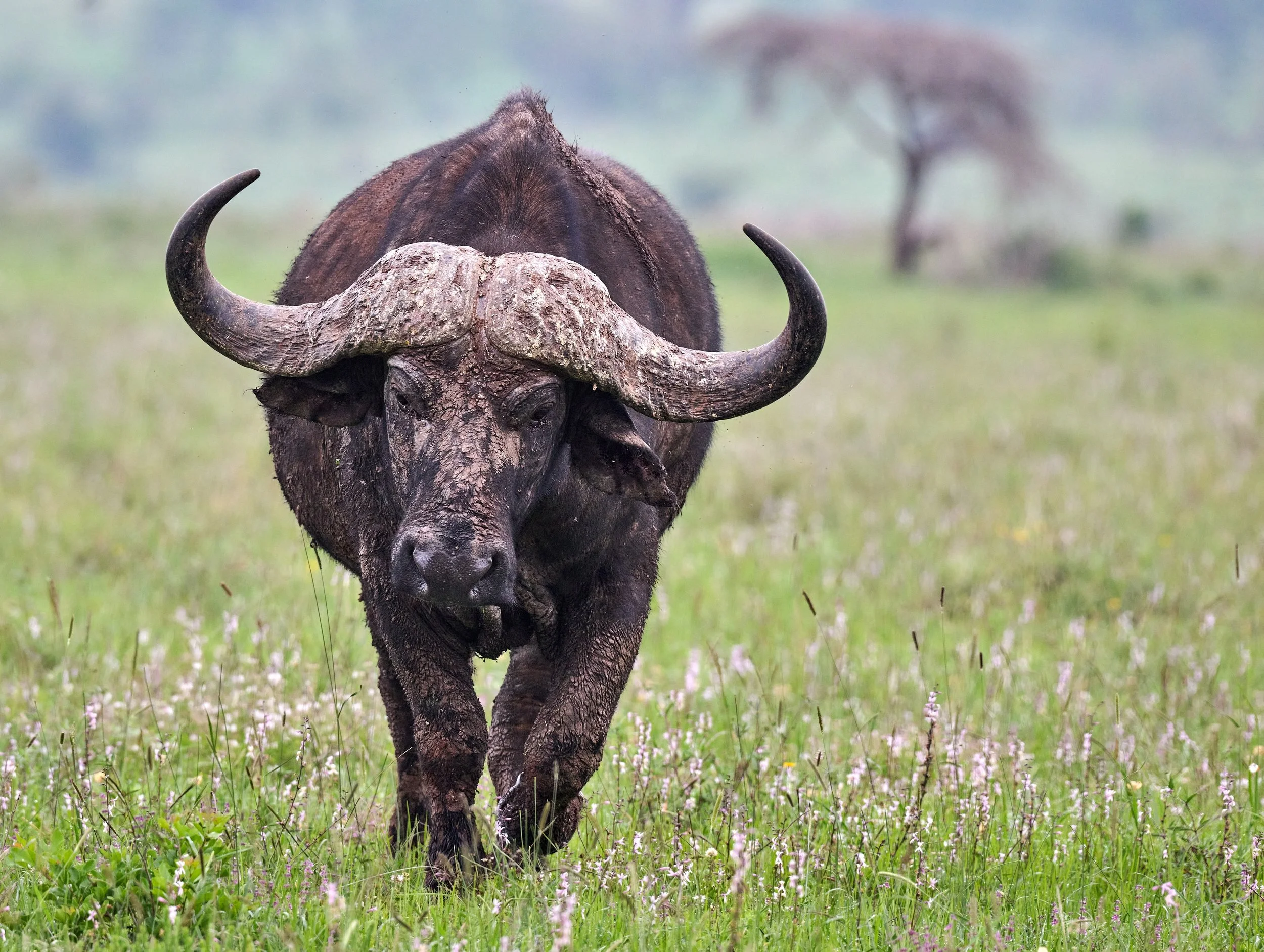 NNP-2023-04-11-0235-1-JPEG 100 Qality Full Size (sRGB)-CO20 copy.jpeg