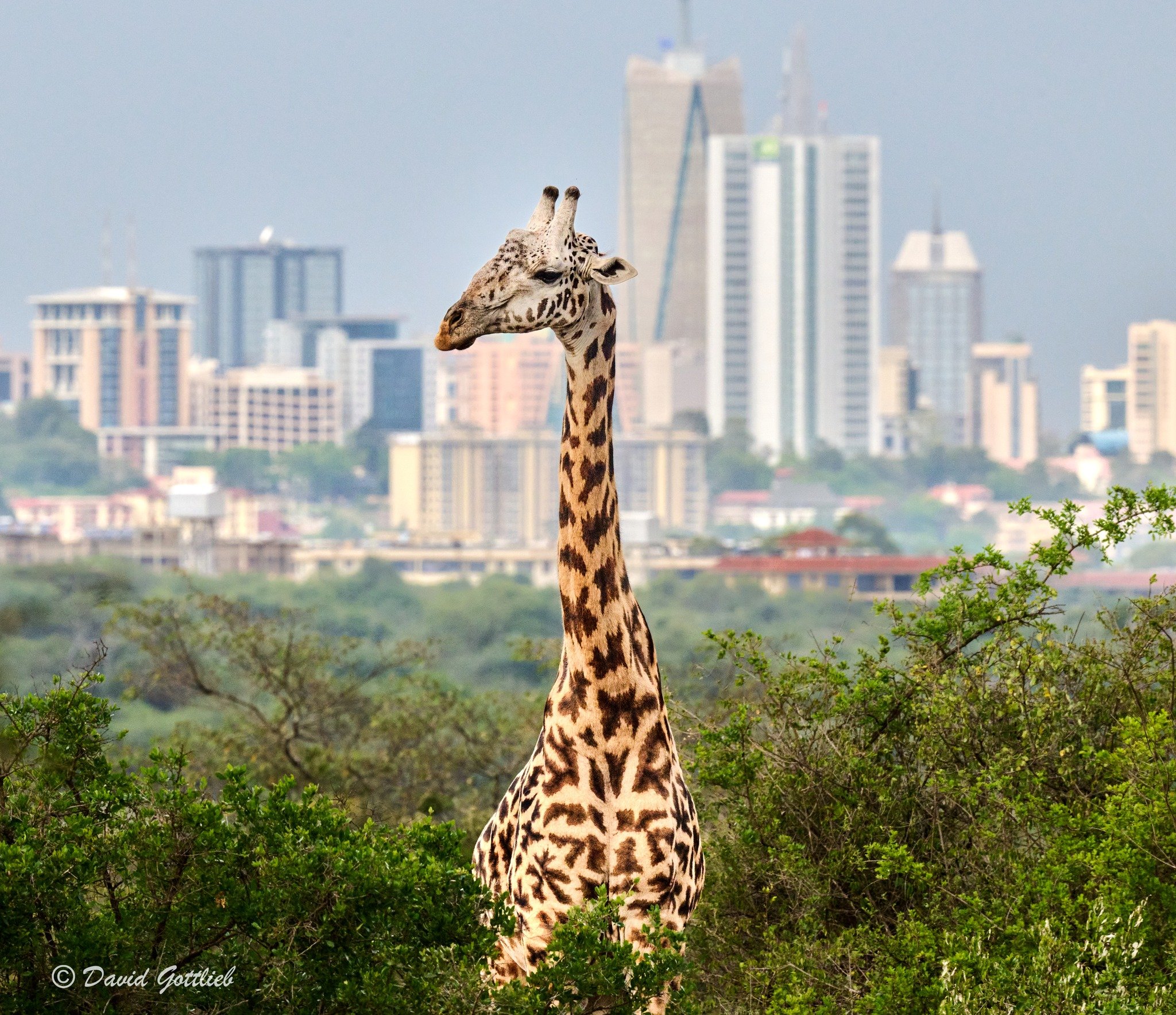 A giraffe standing among green bushes with a city skyline and tall buildings in the background.