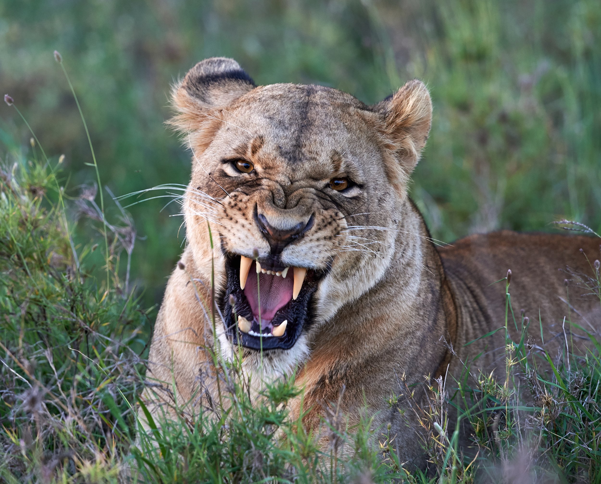 A snarling lioness with bared sharp teeth, lying in tall grass.
