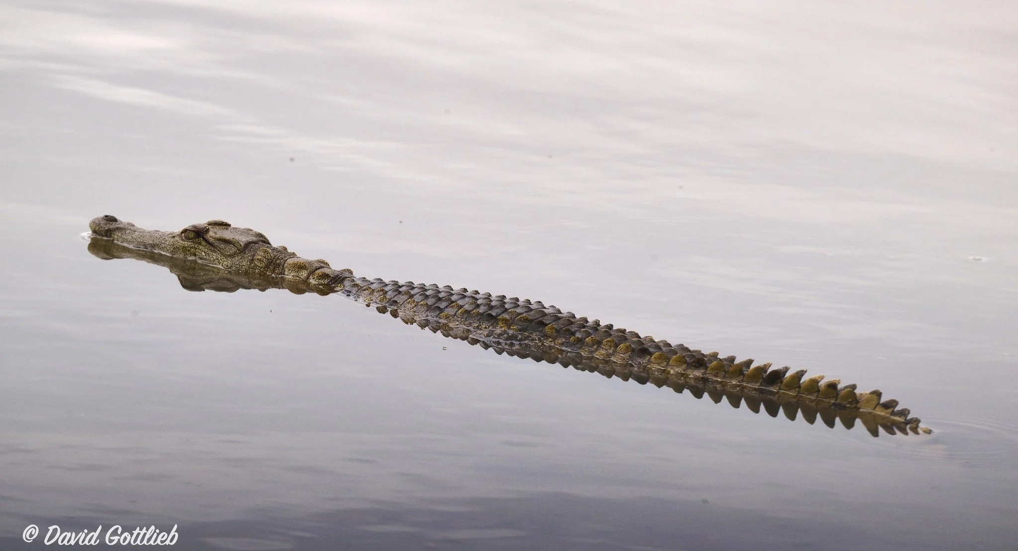 Young croc nnp.jpg