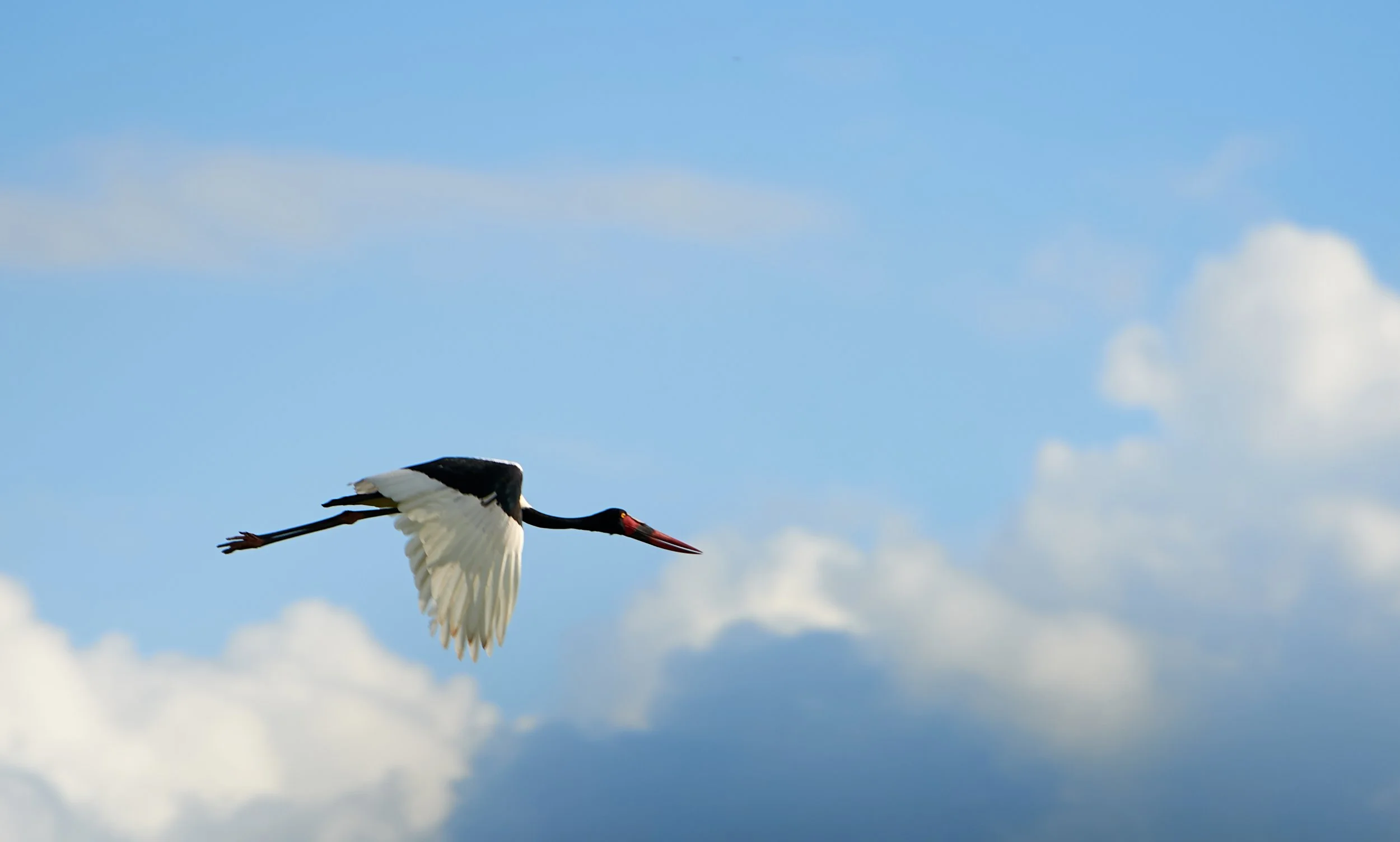 NNP 2018 - 5 - 4-0015-1-JPEG 100 Qality Full Size (sRGB).jpg