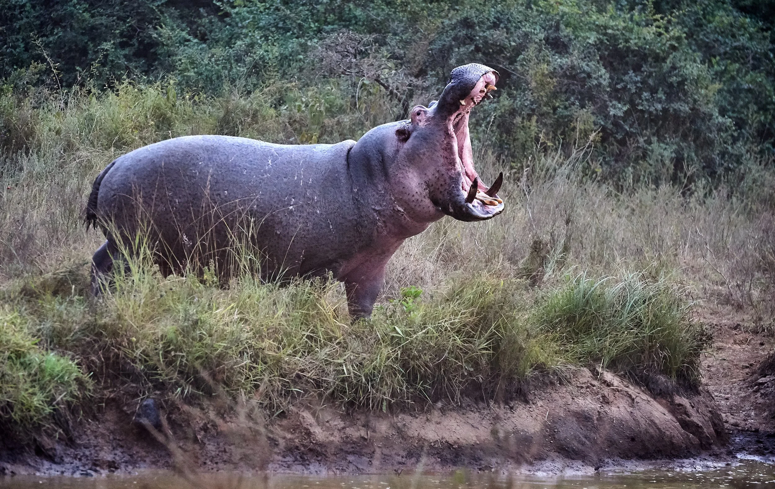 NNP-2018-8-4-0163-3-JPEG 100 Qality Full Size (sRGB).jpg