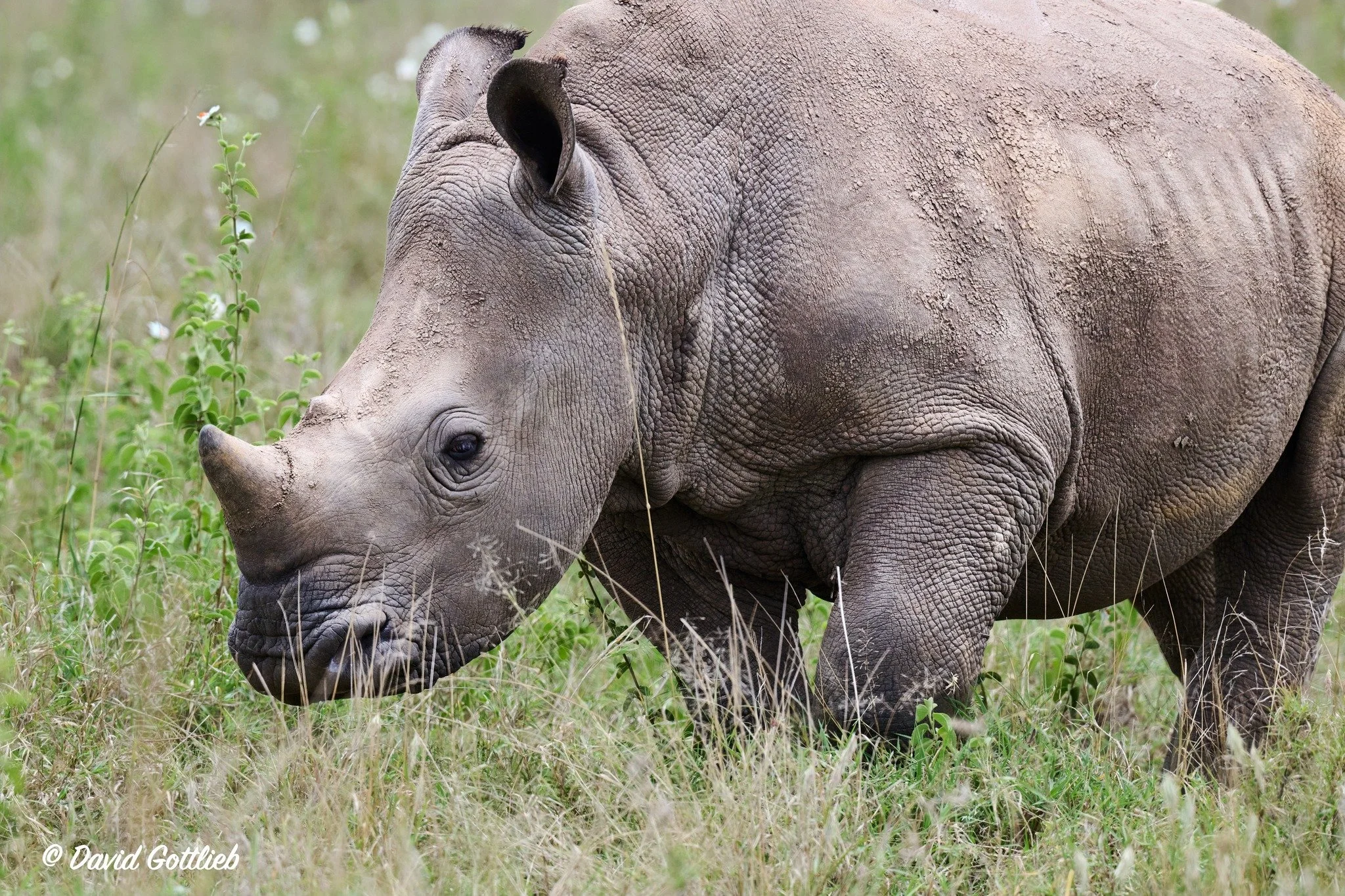 white rhino baby.jpg