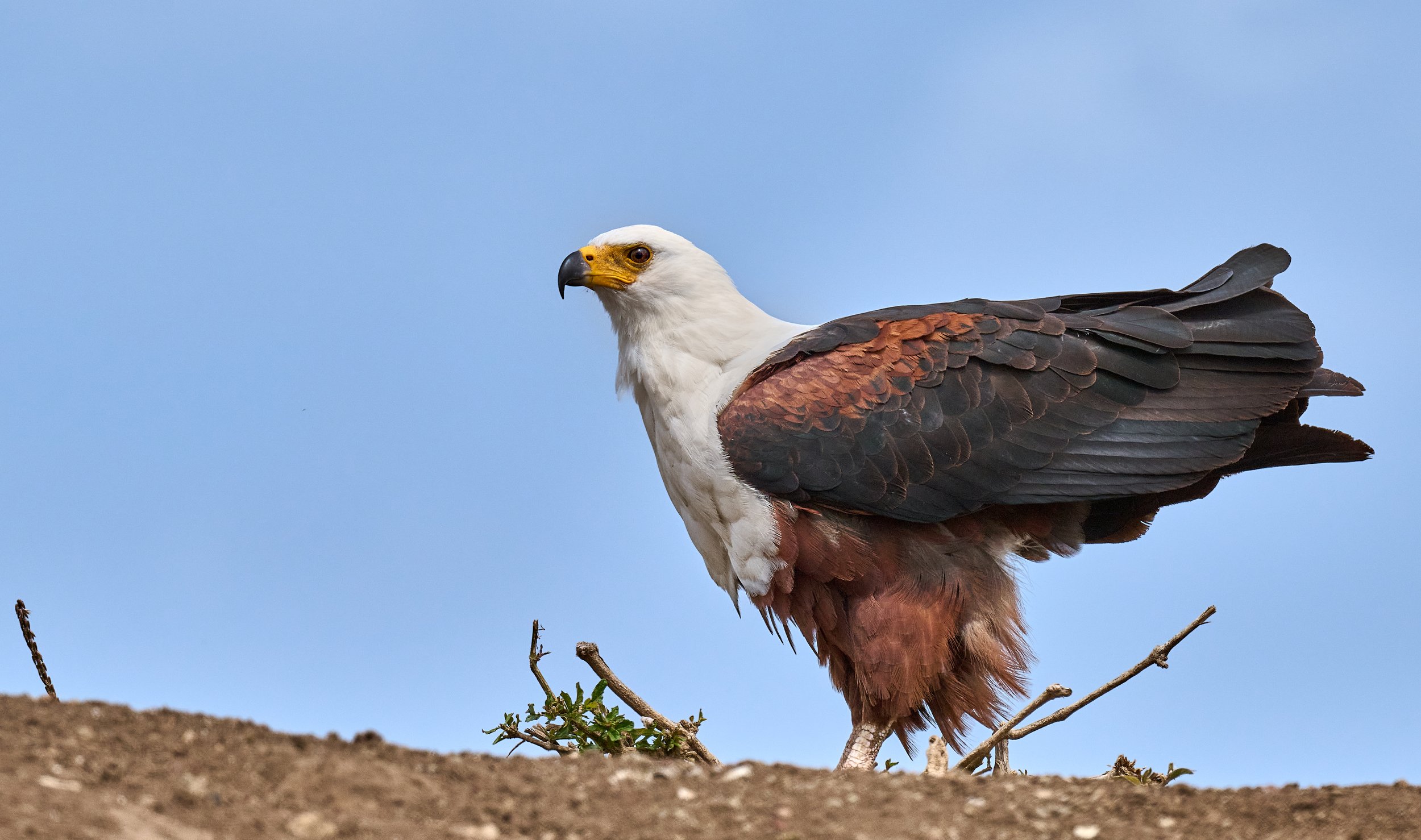 Close-up of an African Fish Eagle standing on the ground against a clear blue sky.