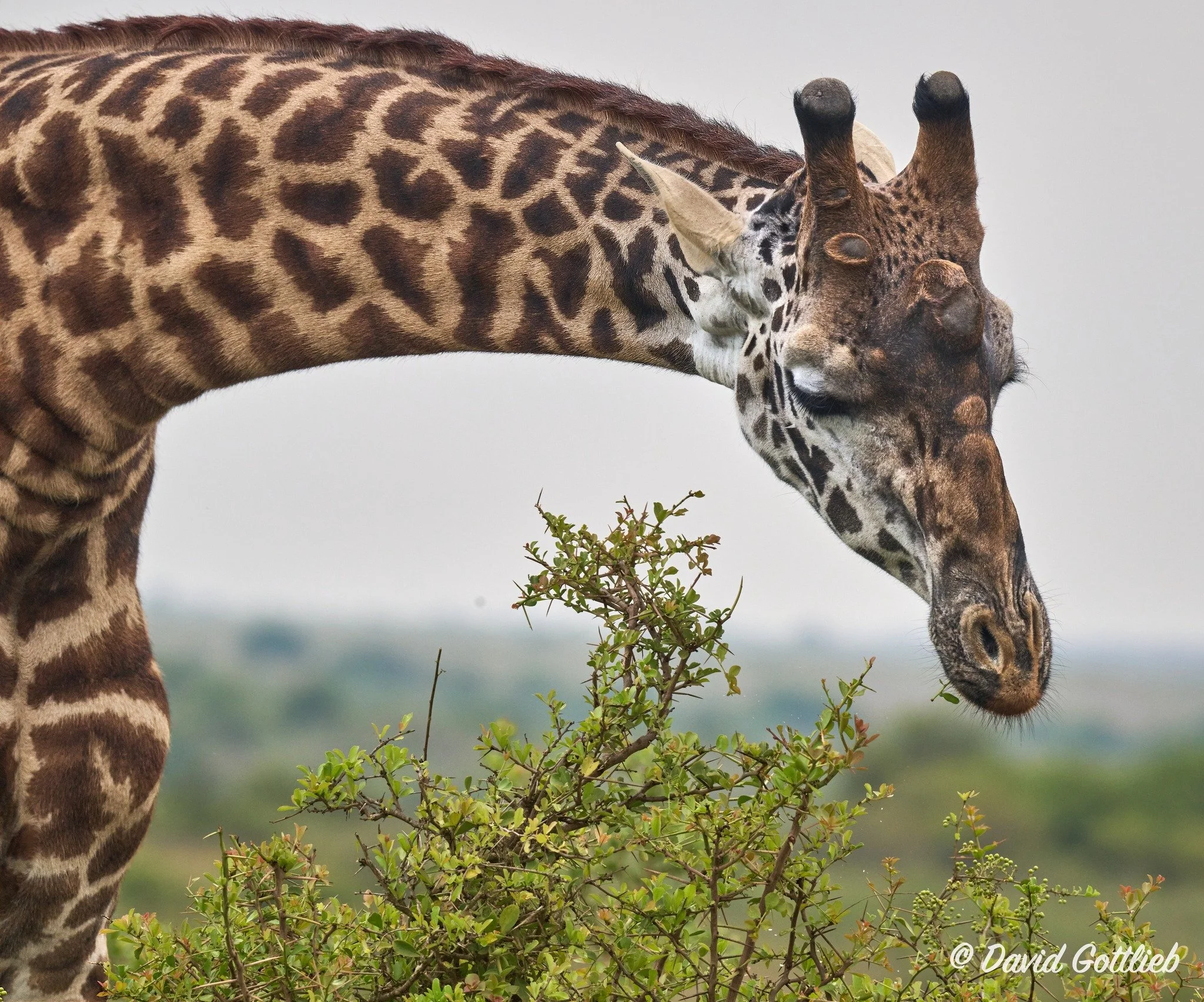 mzee giraffe nnp.jpg