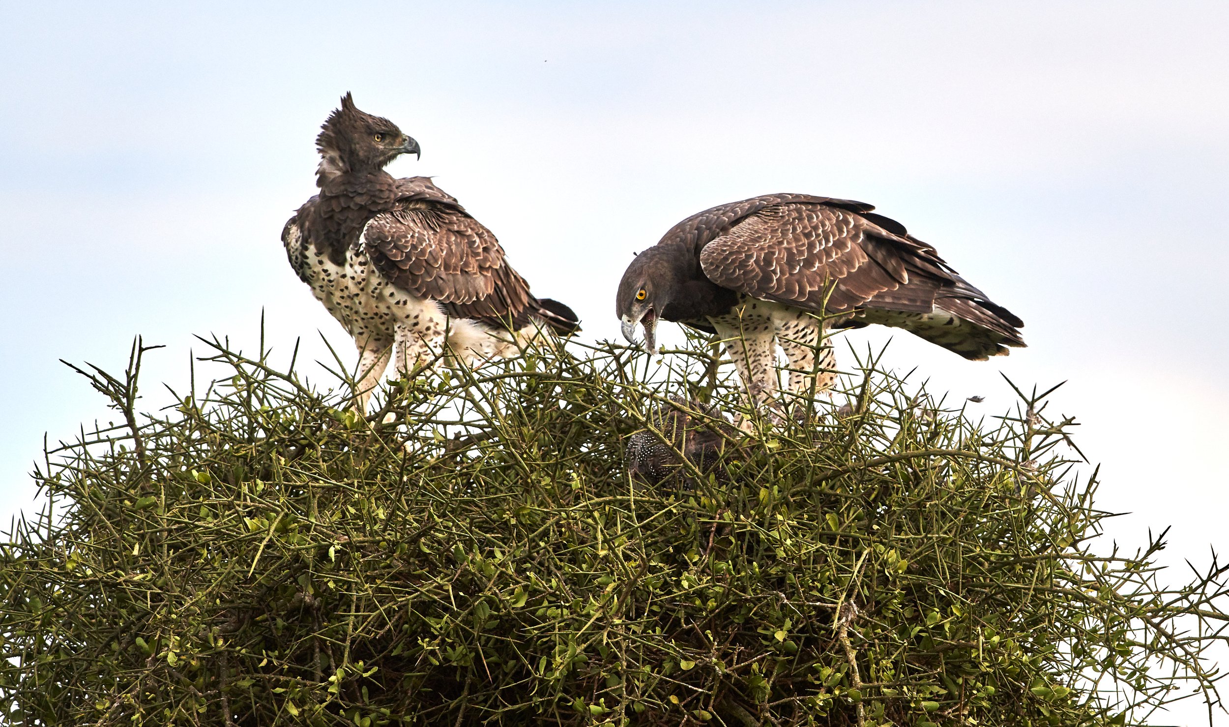 Martial Eagles