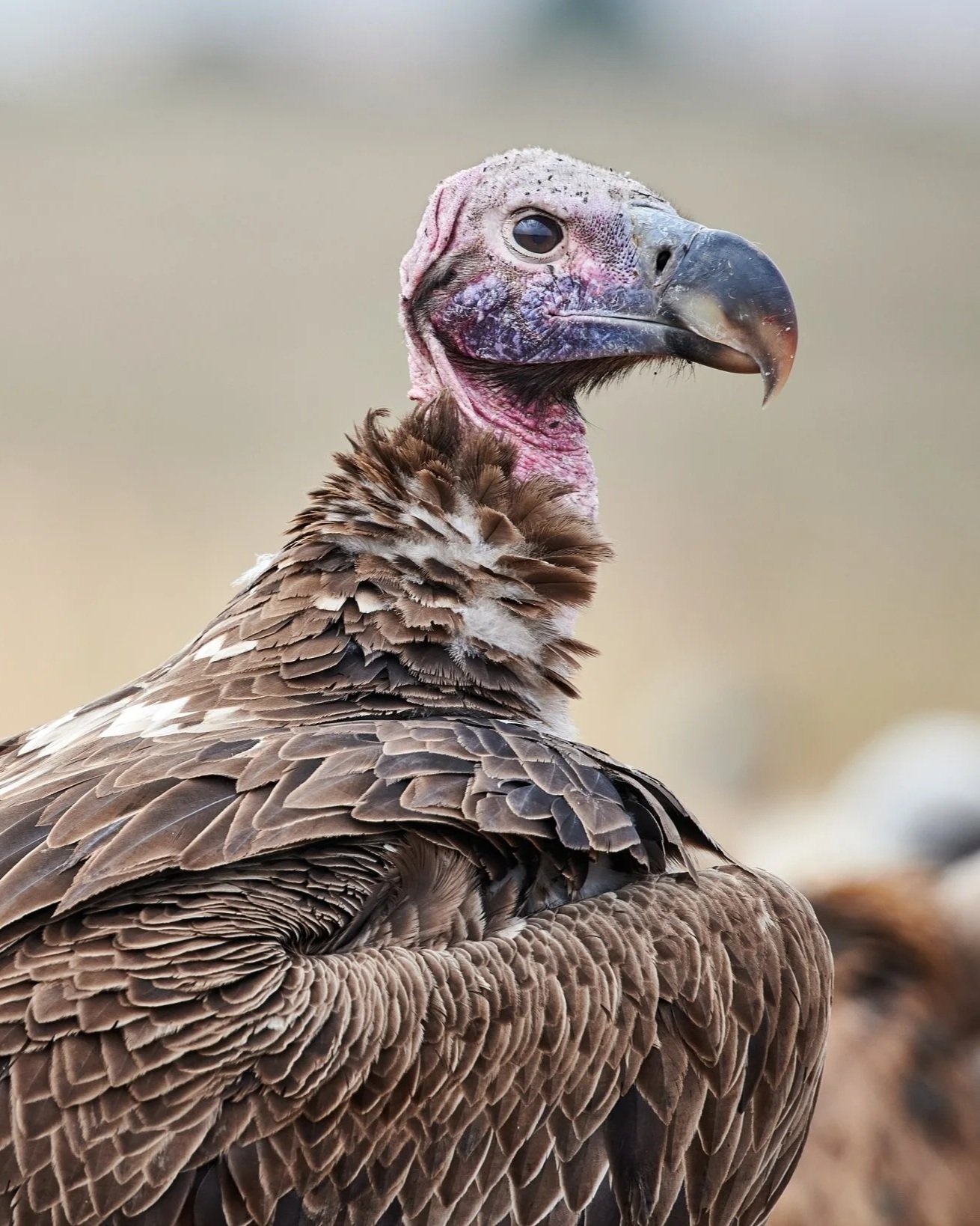 Close-up of a vulture with detailed brown feathers and a bald, pinkish head with a large hooked beak.