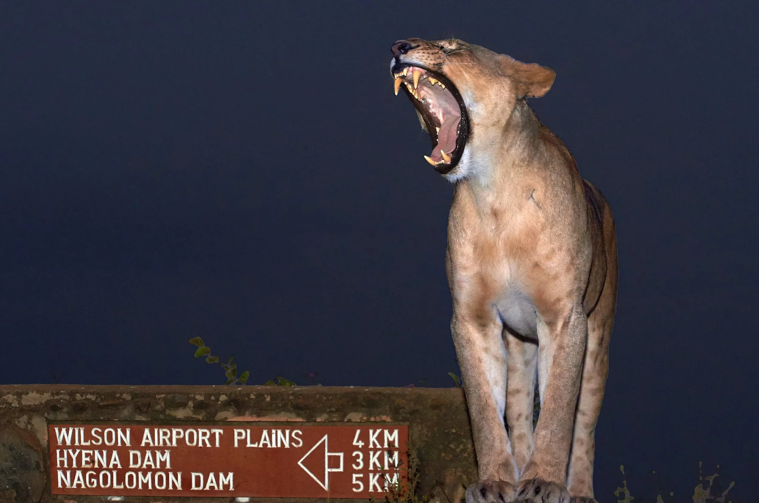 NNP-2018-7-5-0761-1-JPEG 100 Qality Full Size (sRGB).jpg