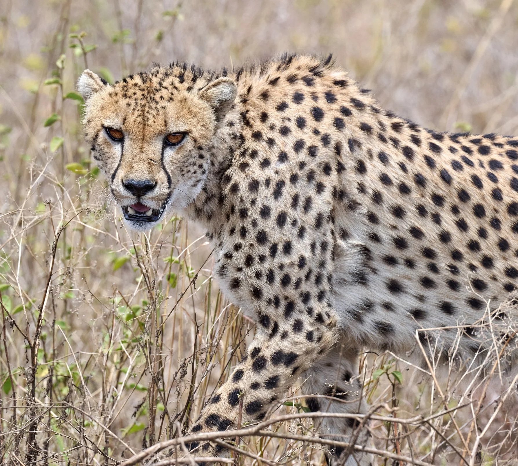 A cheetah walking through dry grass with a focused expression on its face.