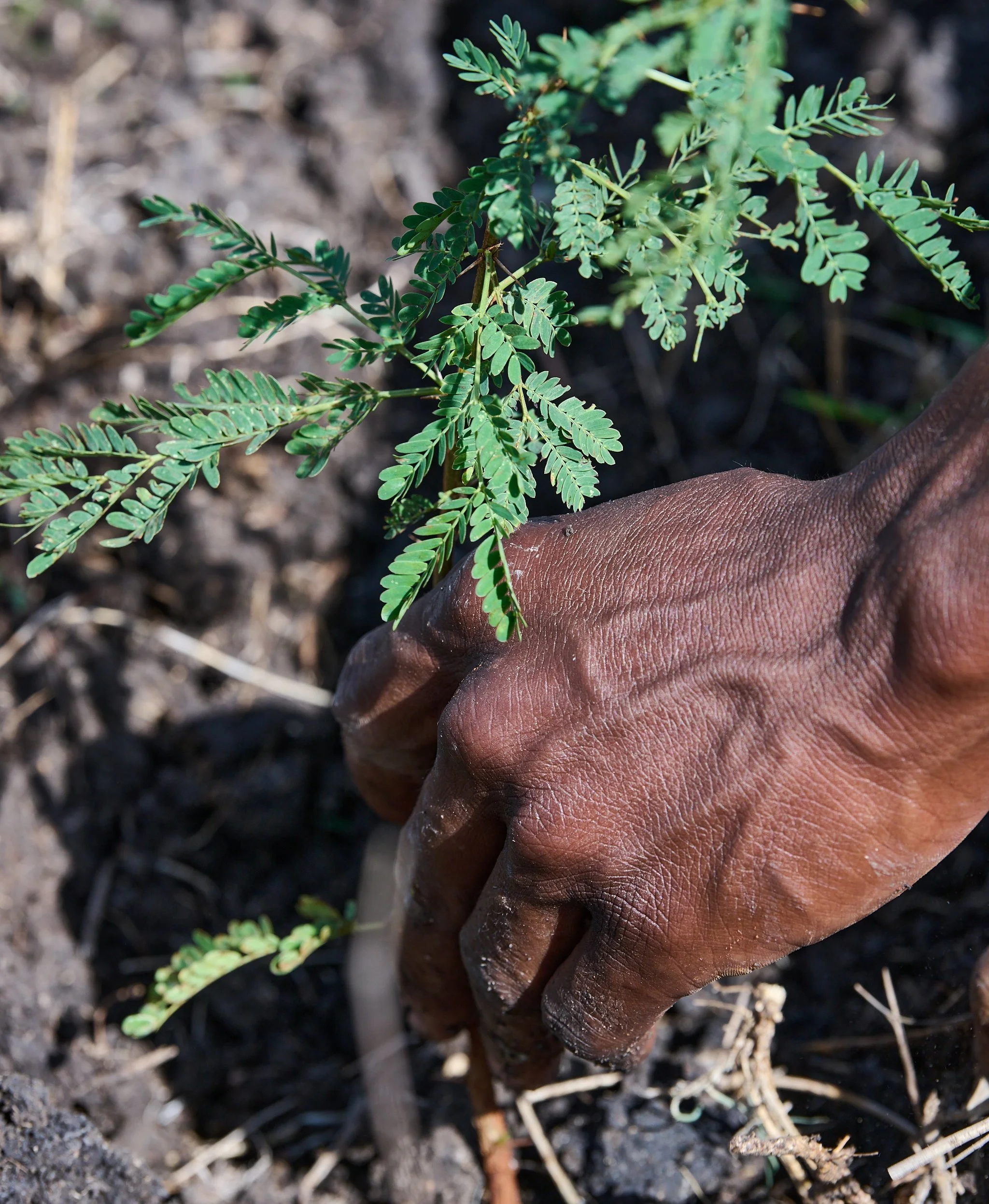 Close-up of a person's hand planting a young green plant in dark soil.
