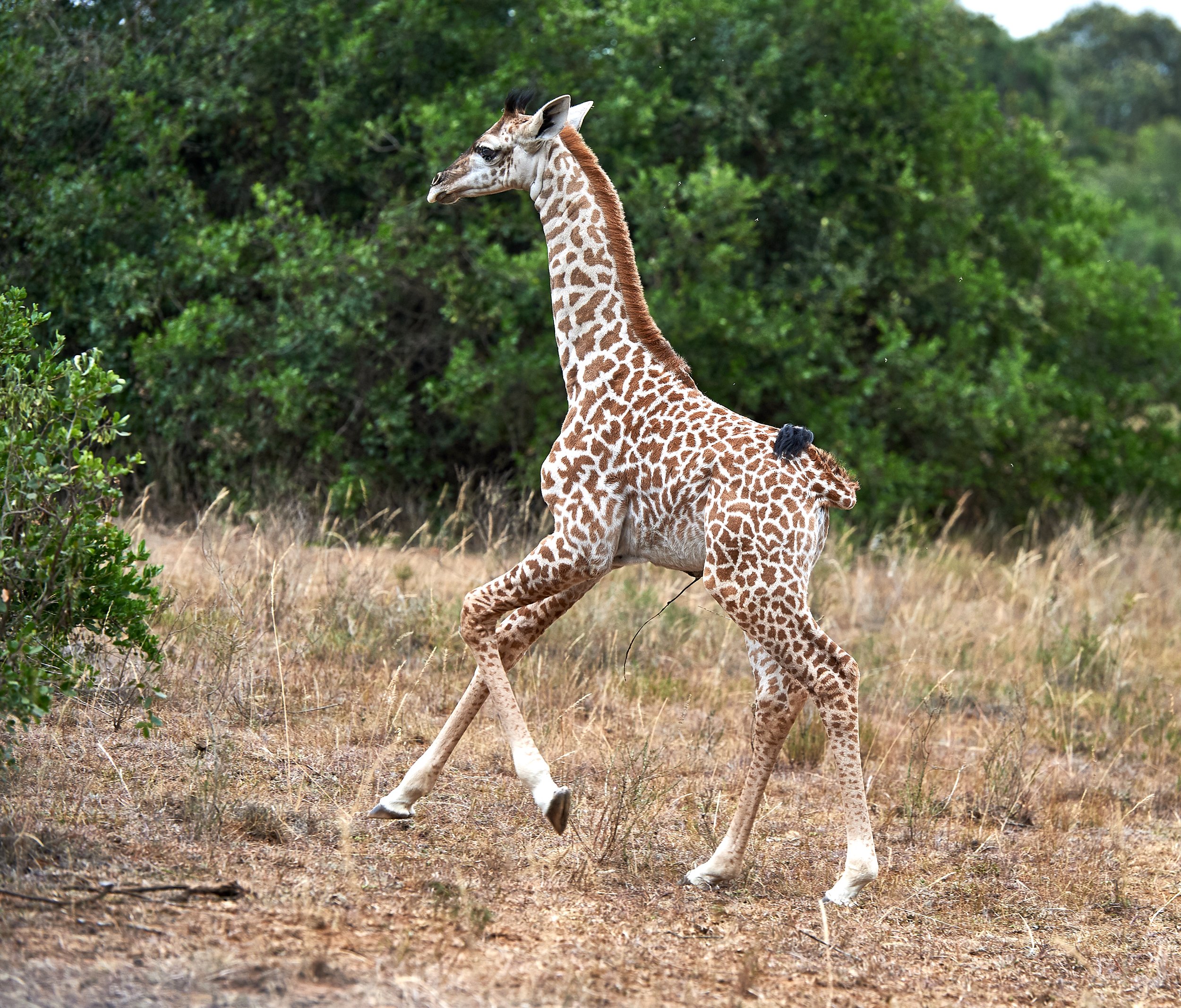 A baby giraffe running across a grassy plain with green bushes in the background.