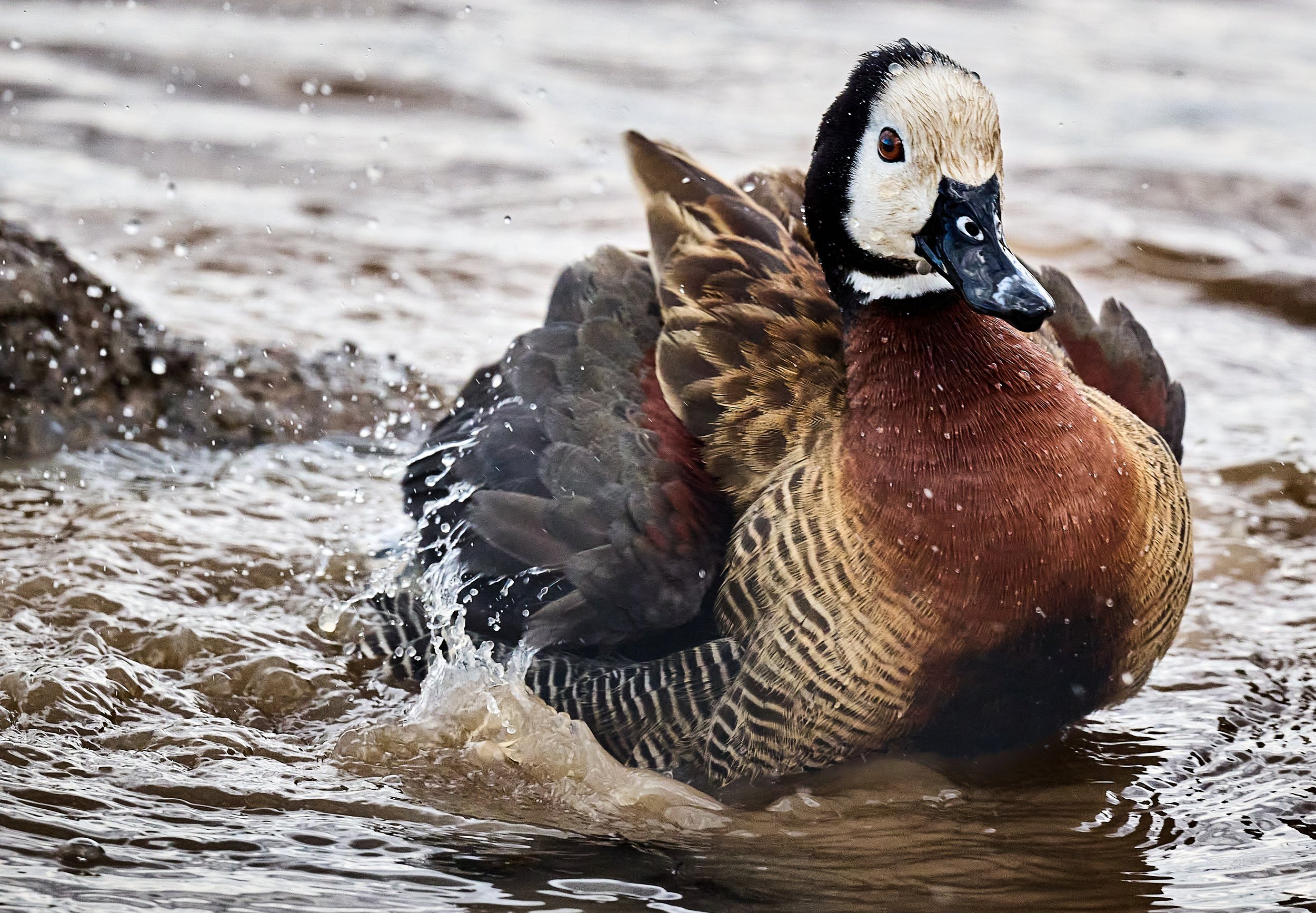 White Faced Whistling Duck