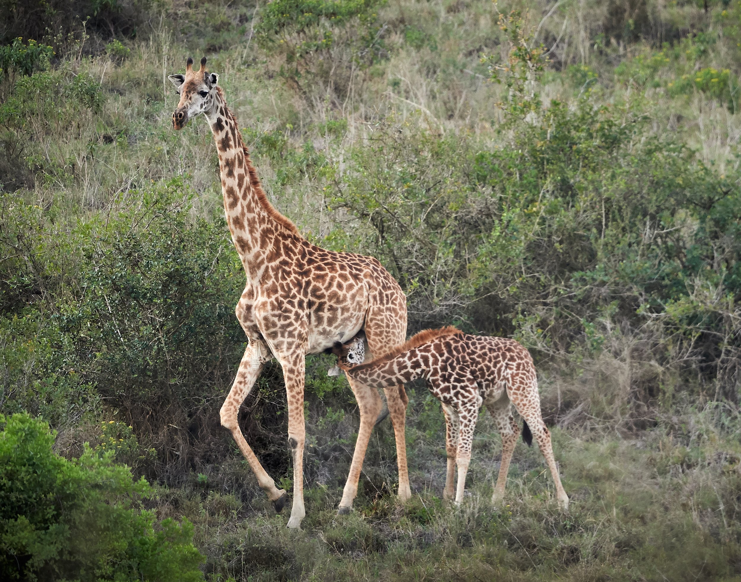 Suckling Maasai Giraffe