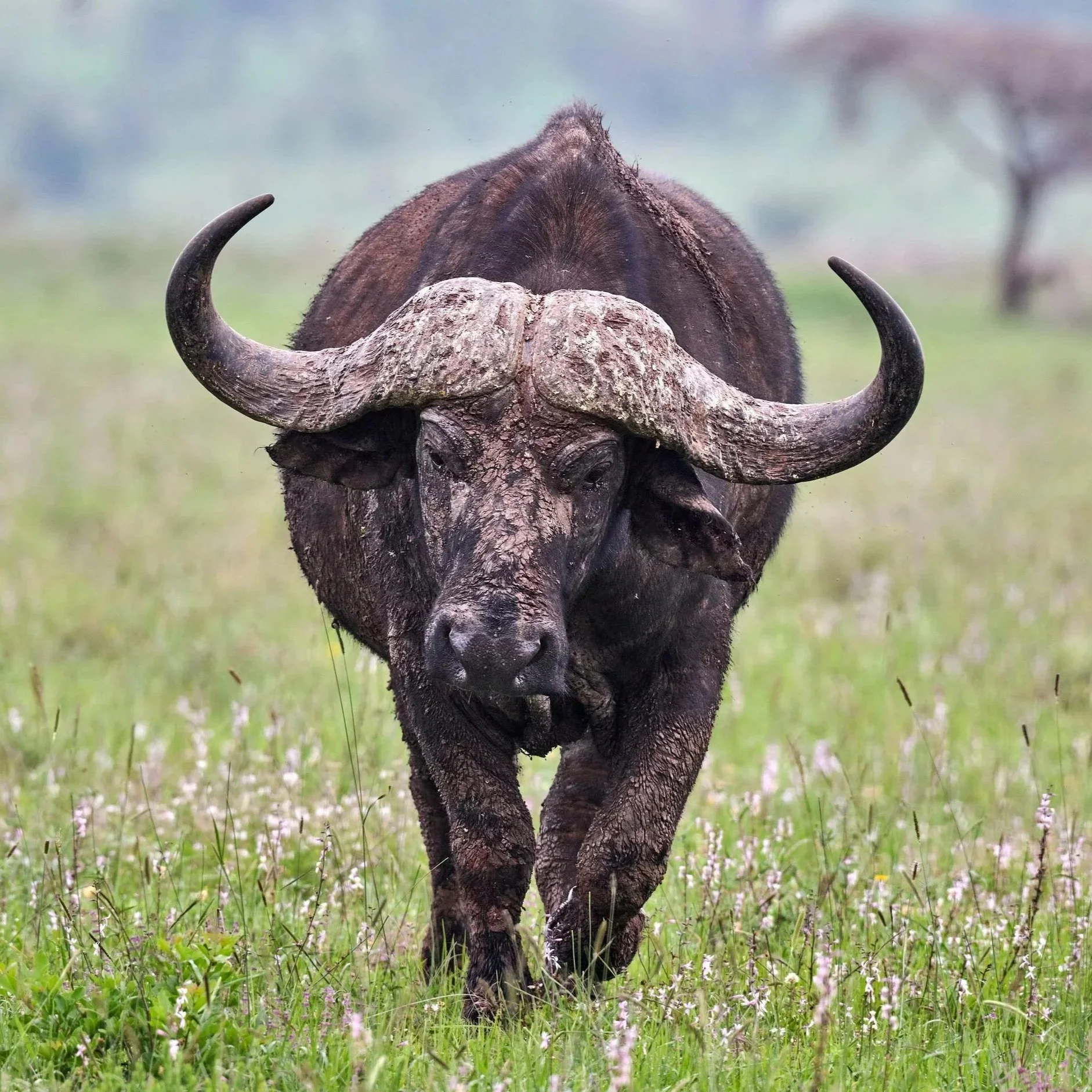 A buffalo walking through a grassy field with trees in the background.