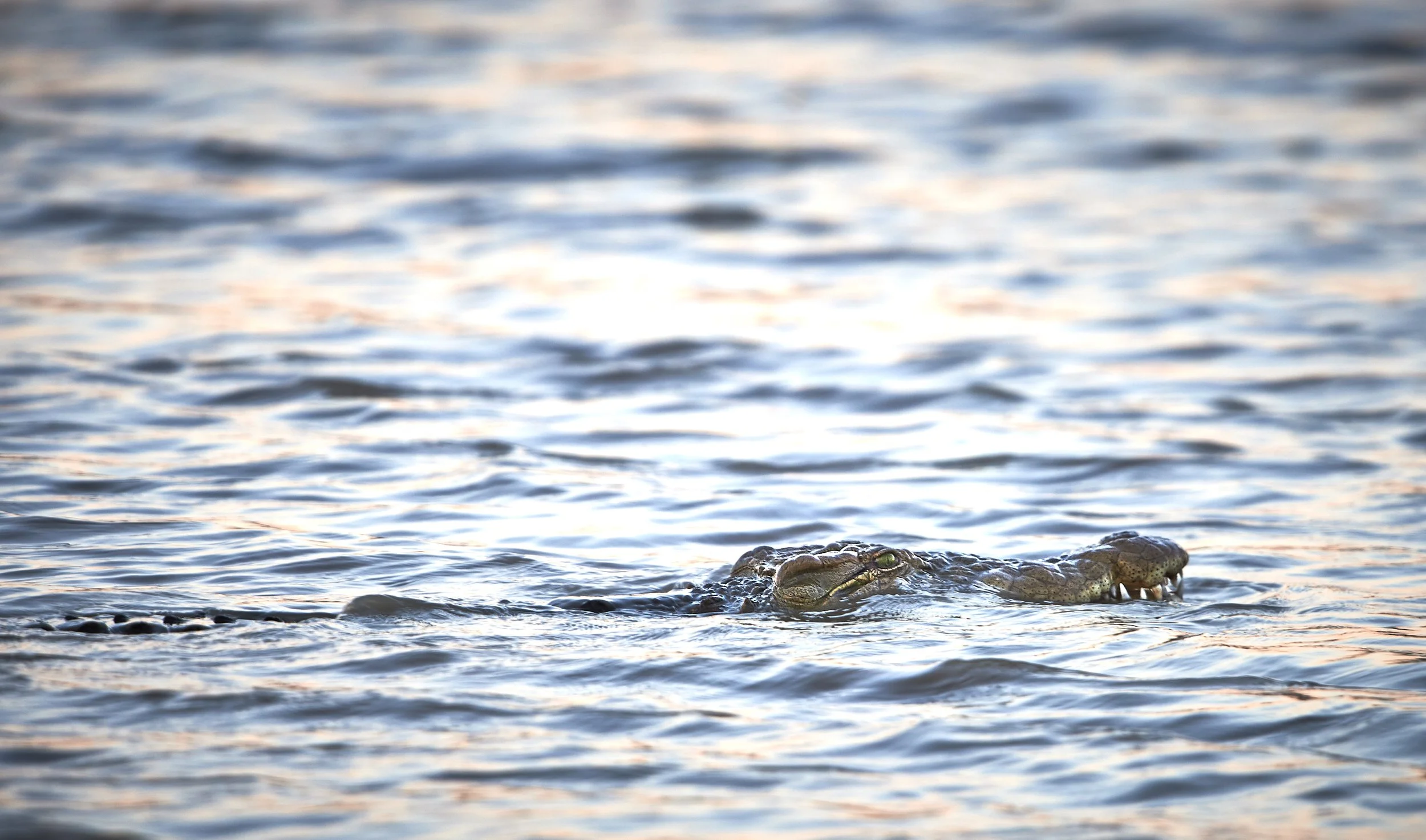 A crocodile partially submerged in water, with only its eyes and snout visible above the surface.