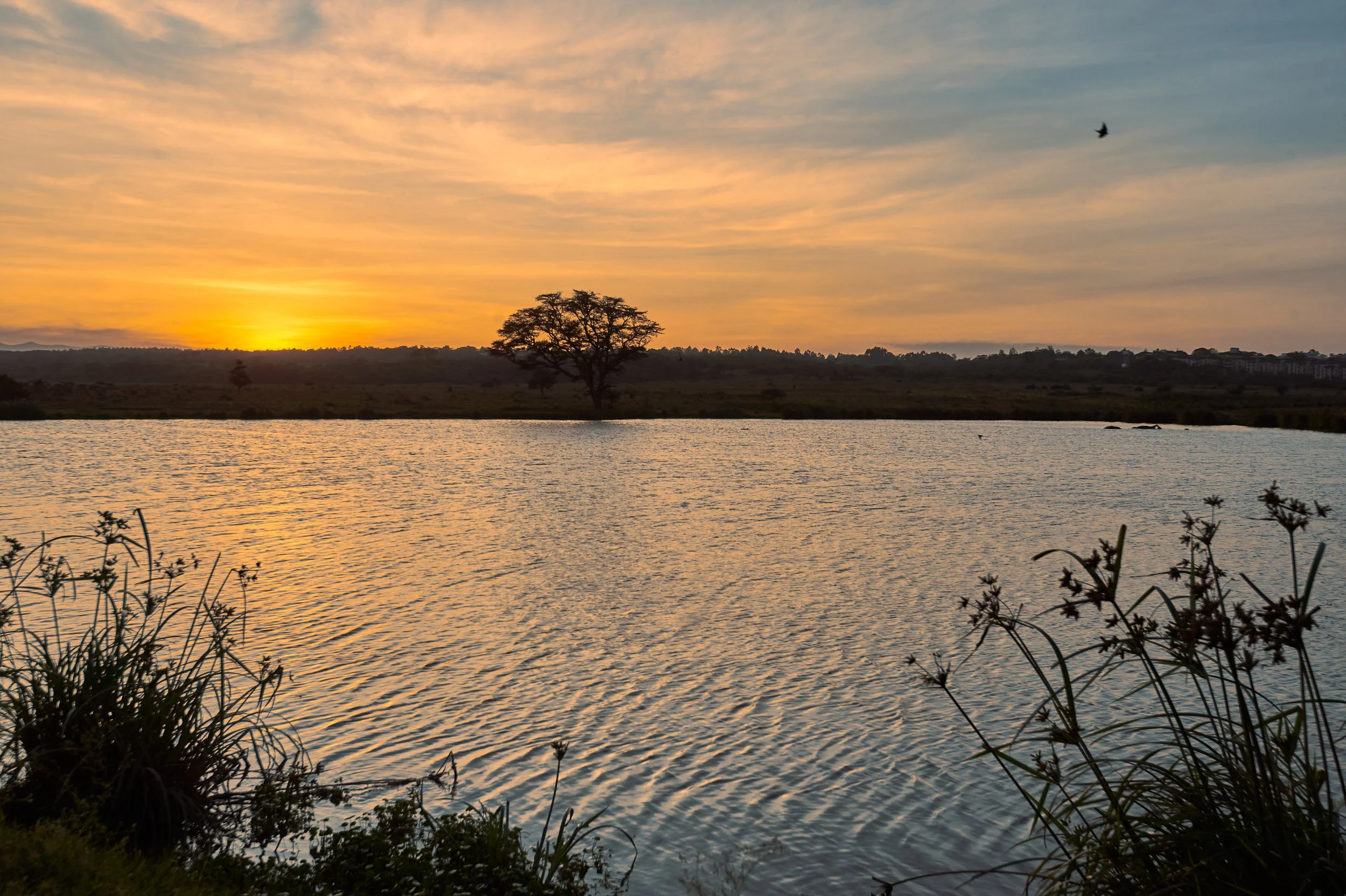 A peaceful sunset over a body of water with a large tree in the distance, some plants in the foreground, and a bird flying in the sky.