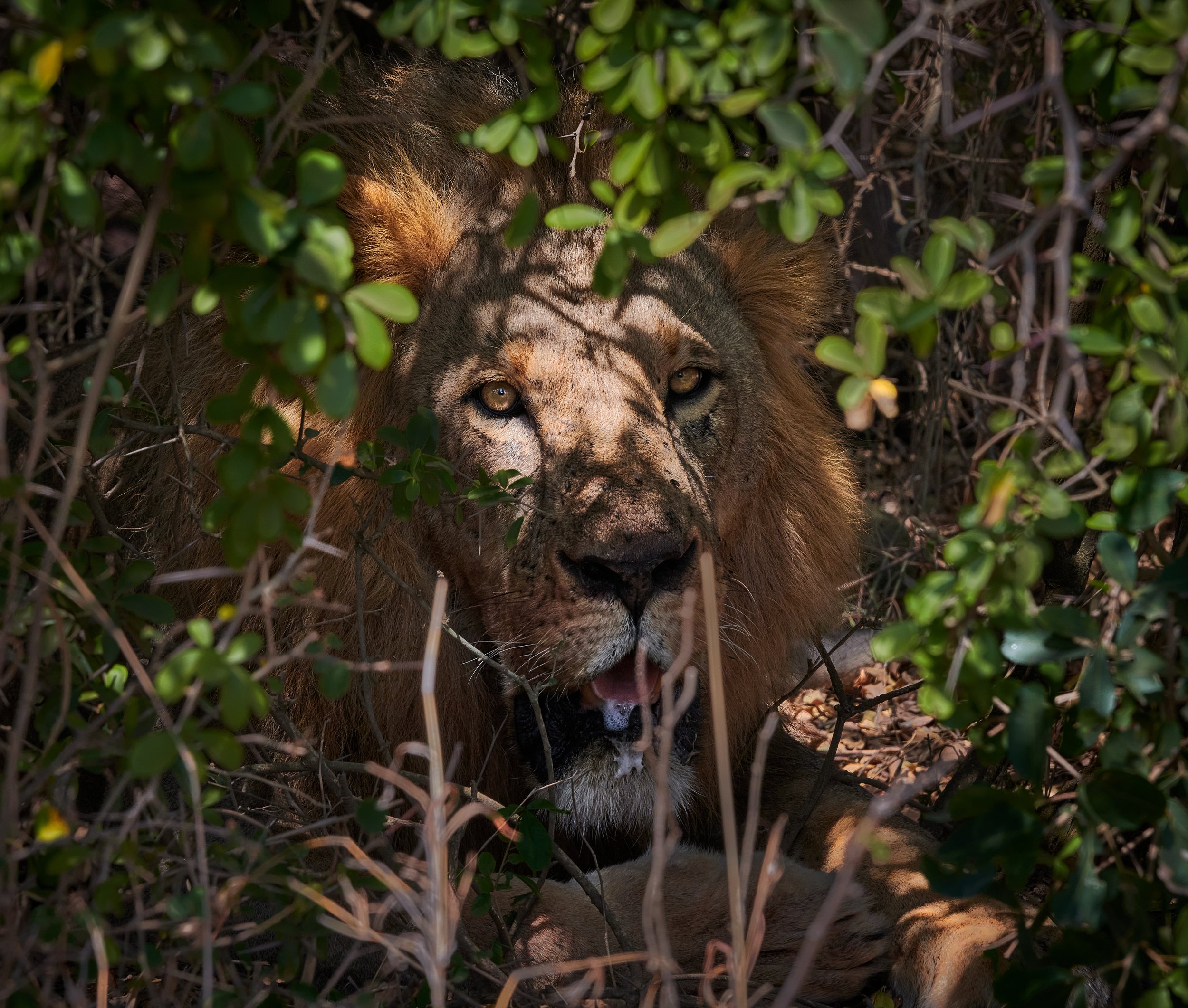 Lion in the Bush