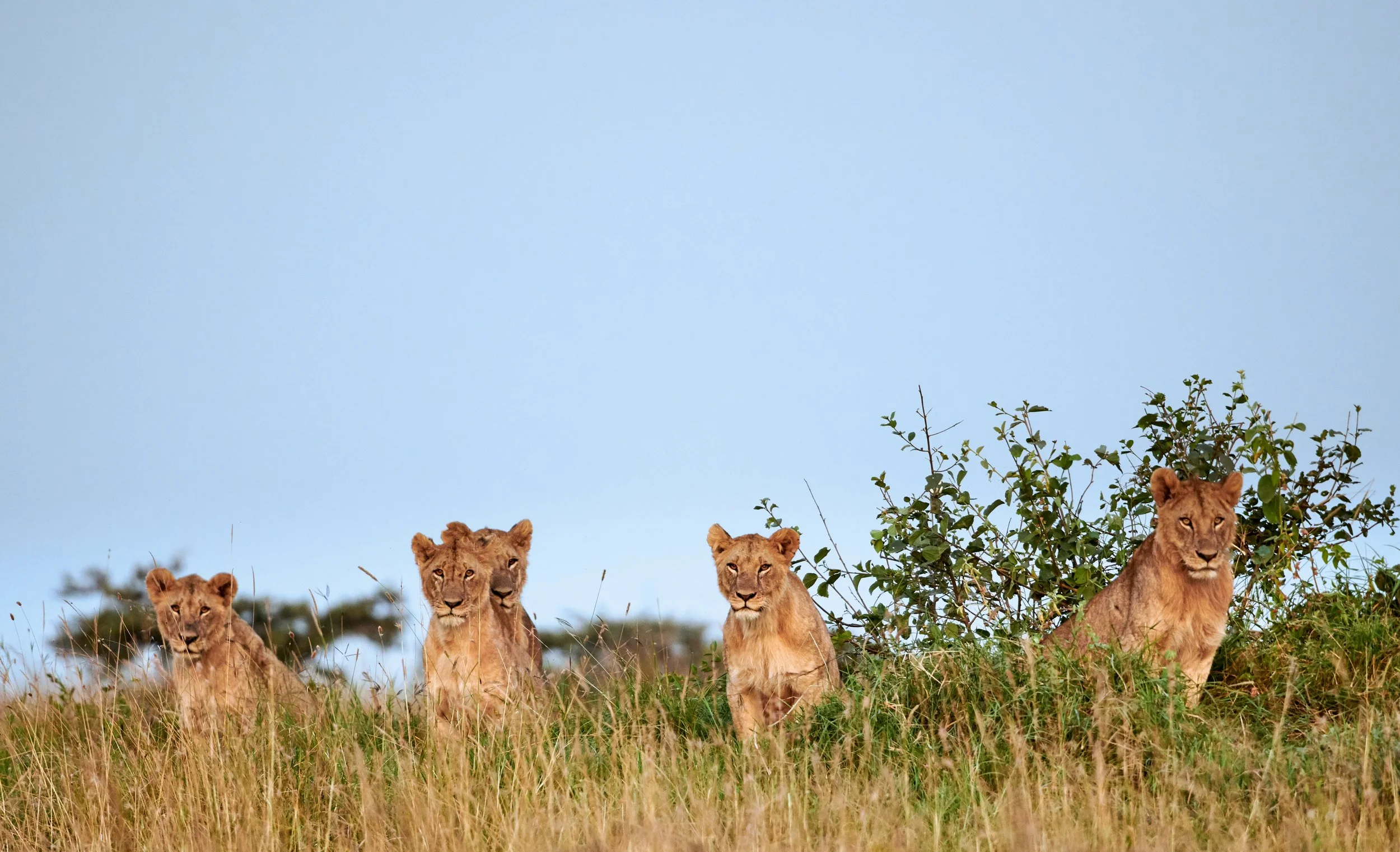 Four lion cubs sitting on tall grass in a savannah landscape beneath a clear blue sky.