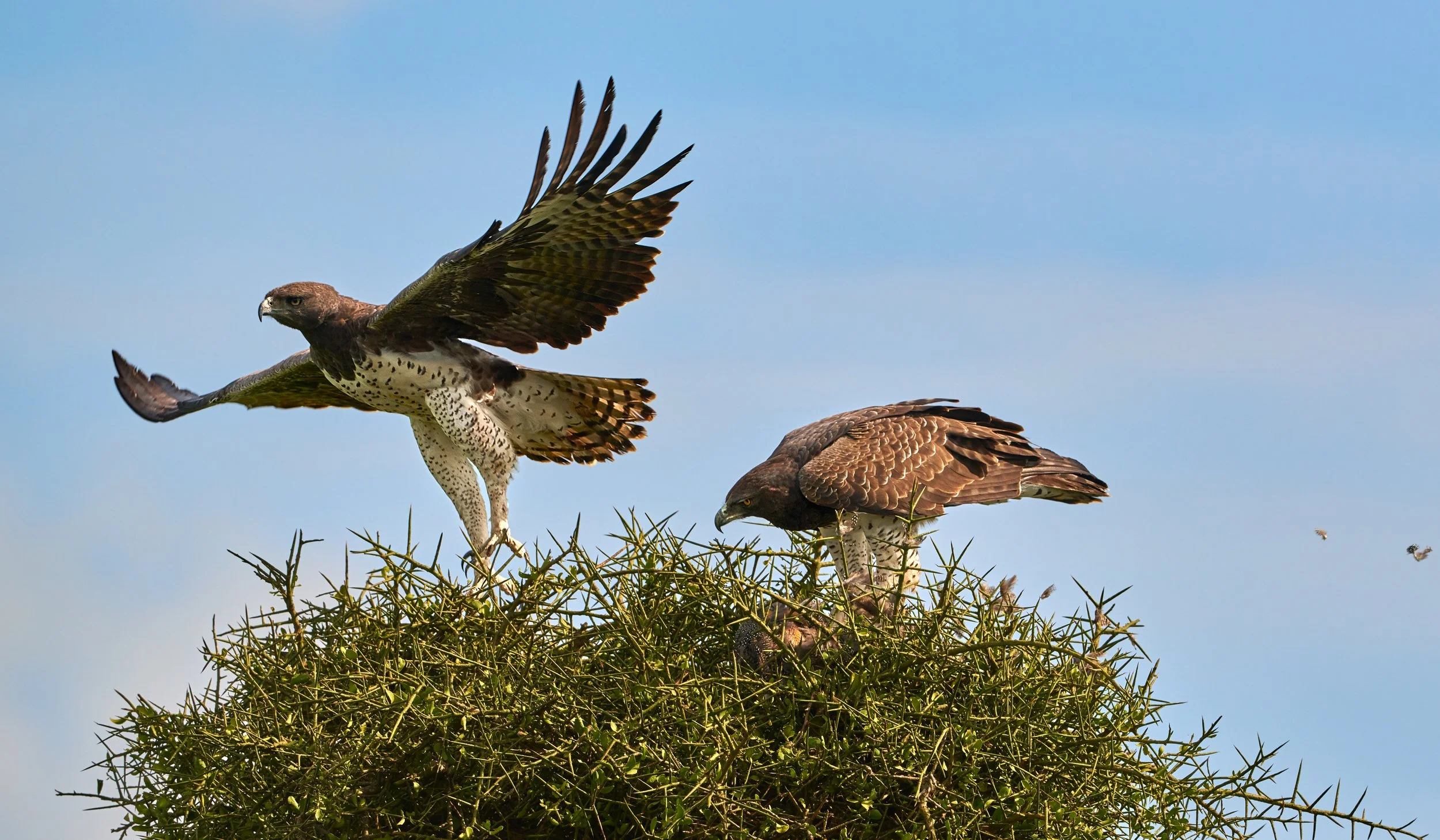 Two hawks perched on a cactus plant, with one hawk taking flight against a blue sky background.