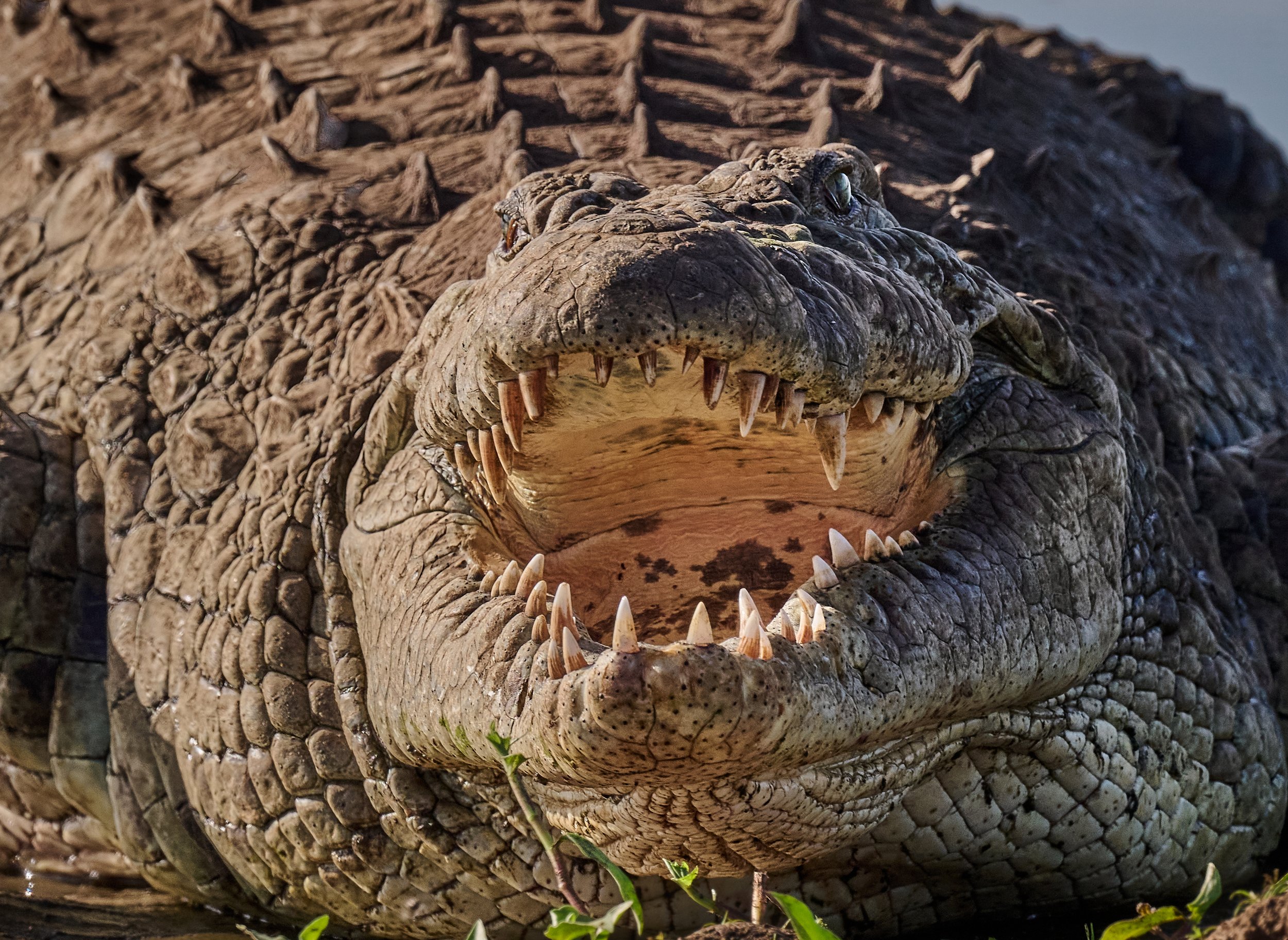 Close-up of a large crocodile with its mouth open, showing sharp teeth, with a textured, scaly body and a background of water.