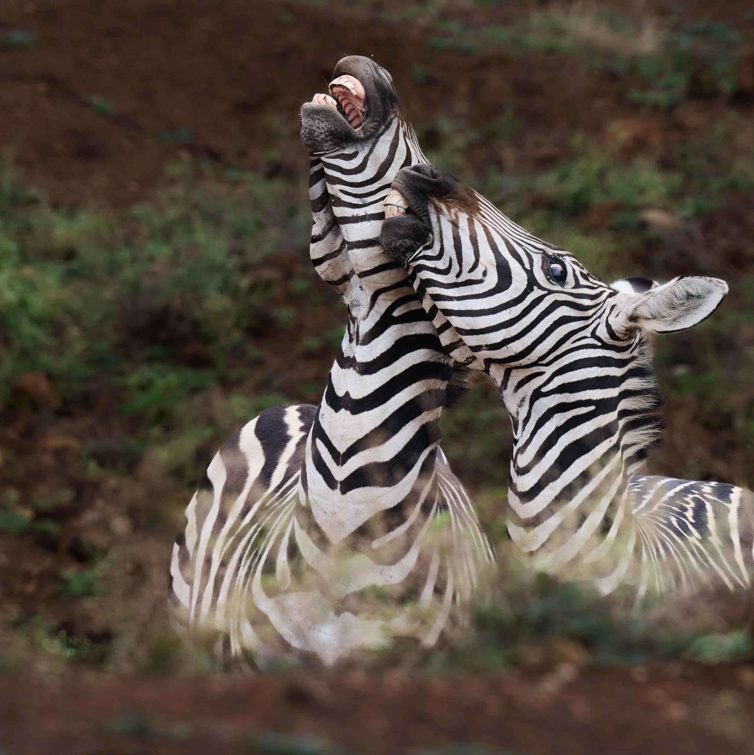 NNP 2025-10-01-0302--1-JPEG 100 Qality Full Size (sRGB).jpg