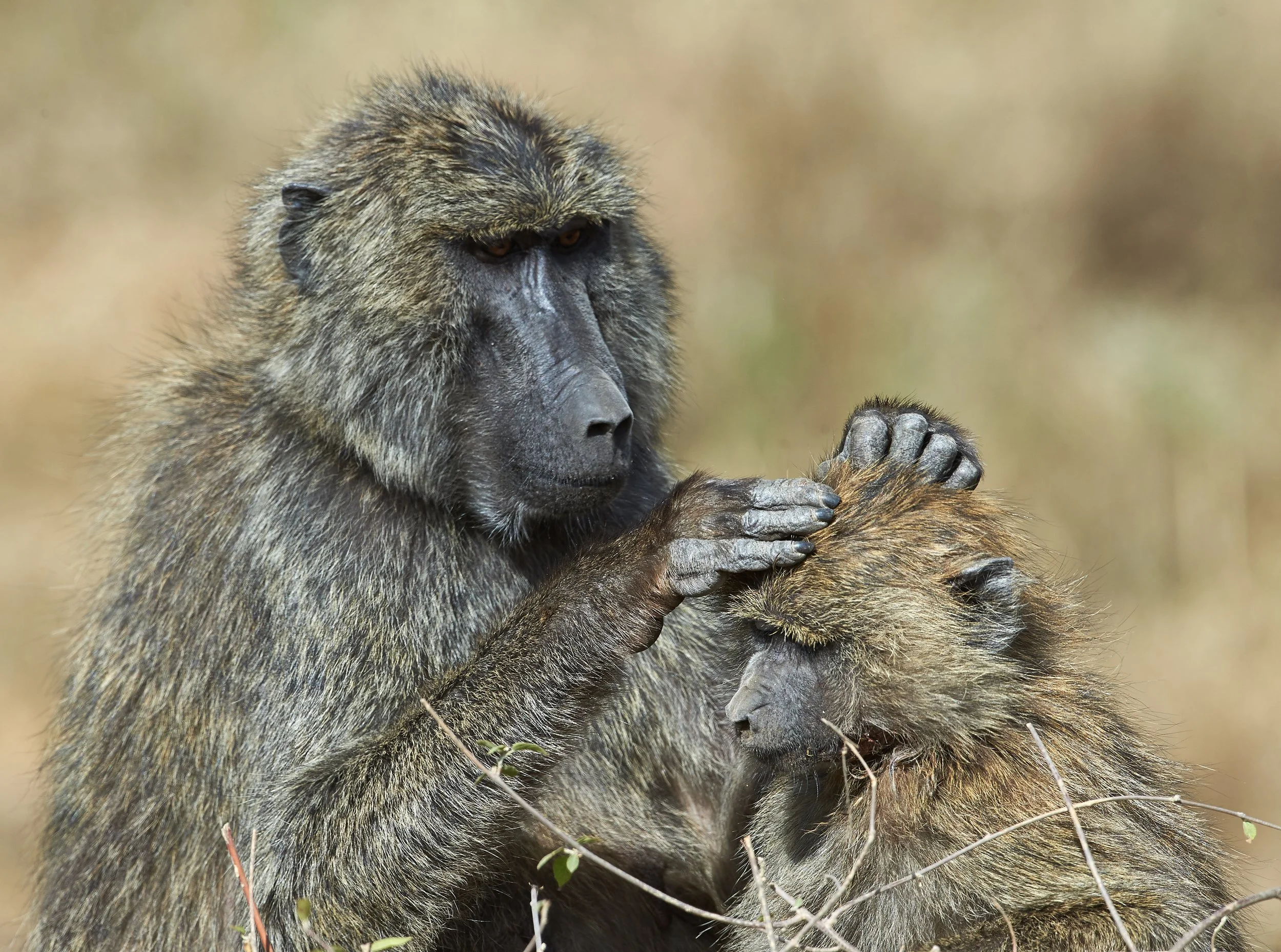 Grooming Baboons