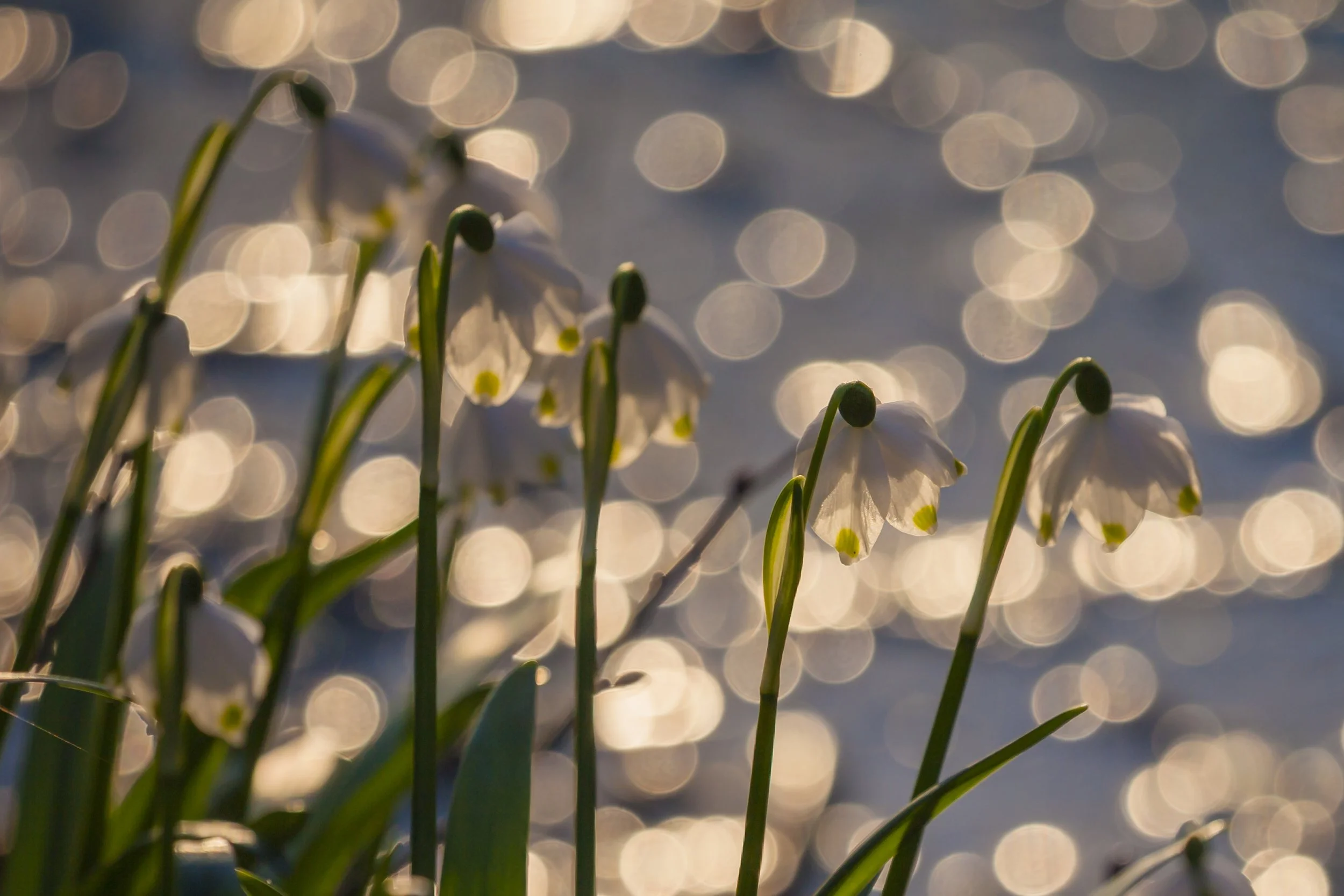 Stefanie Krammer begleitet Menschen in Trauerbegleitung und Lebensbegleitung in Rosenheim, Bayern und im Raum München. Mit Waldbaden, achtsamer Naturzeit und persönlicher Begleitung unterstützt sie Menschen in Zeiten von Verlust und Neuorientierung