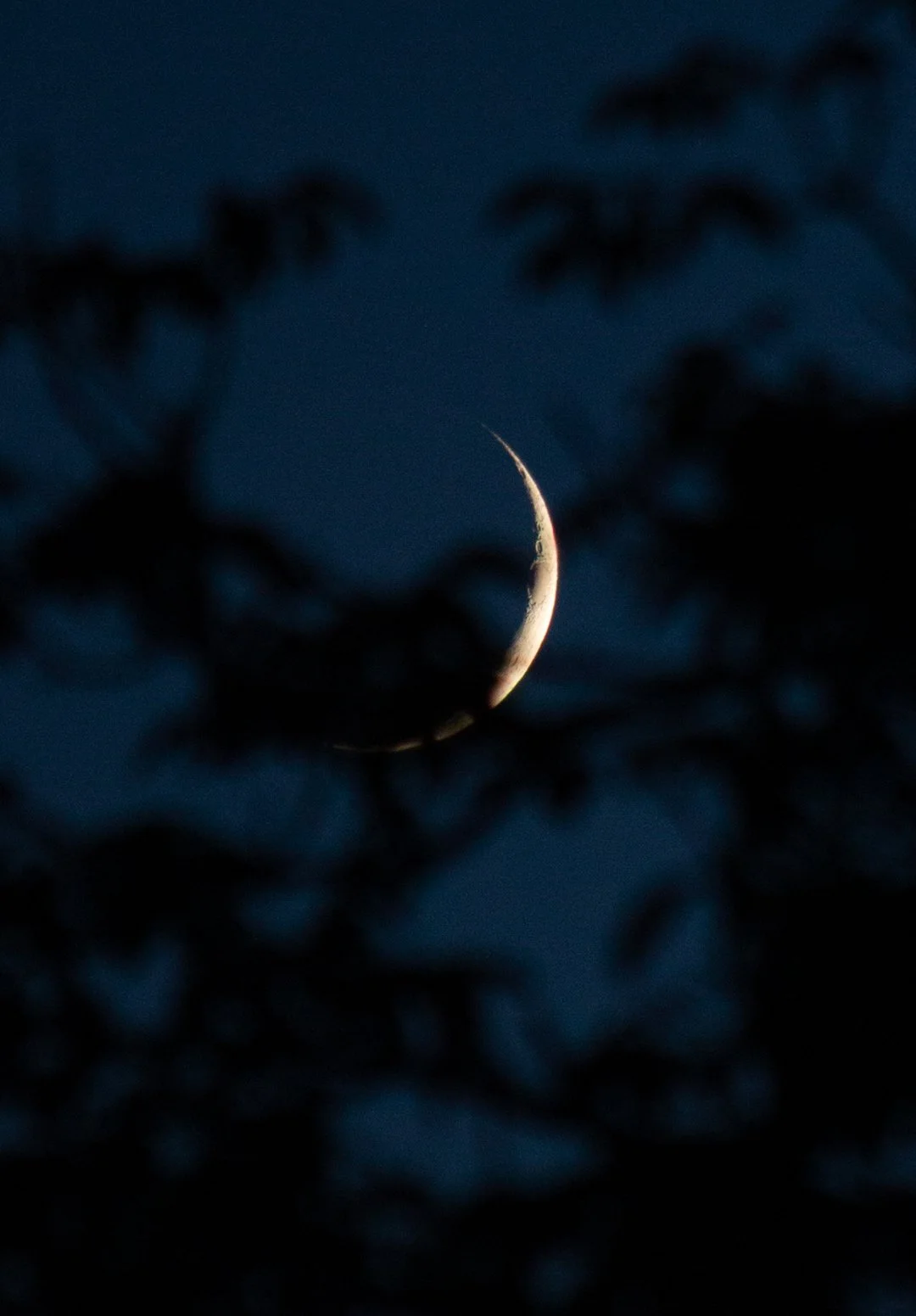 The moon in a crescent phase with visible craters, seen through blurred tree branches at night.