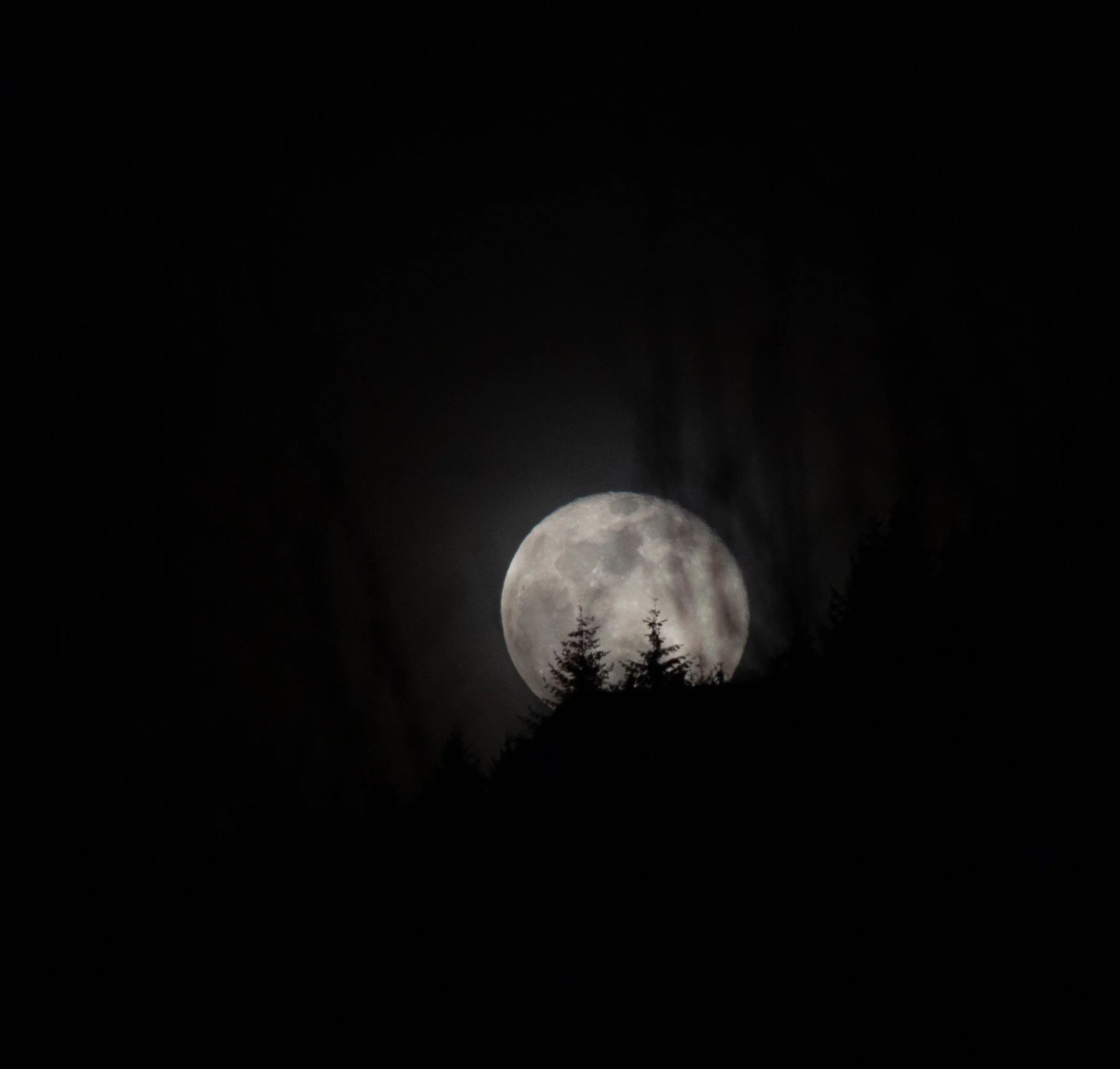 The full moon visible in a night sky with some fir tree silhouettes in the foreground.