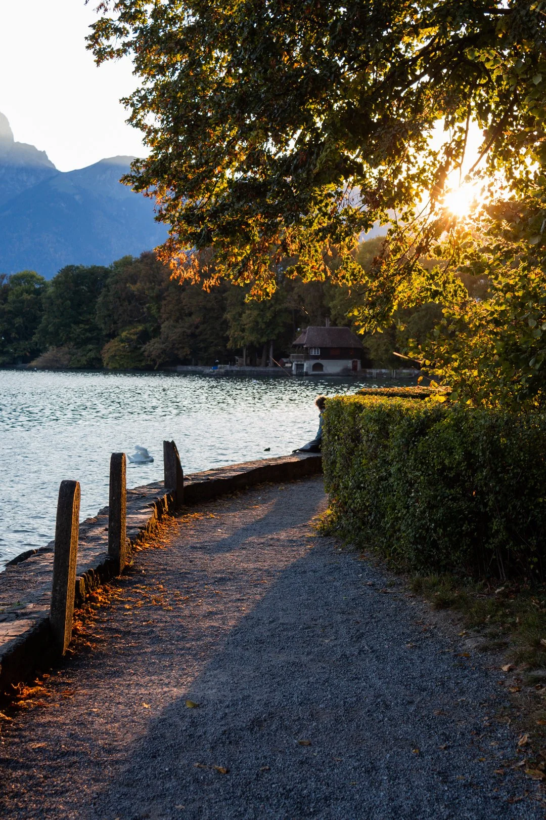 Tranquil golden hour at lake Thun. The sun sets over a lakeside pathway bordered by a hedge, with trees overhead and Stockhorn mountain in the background.