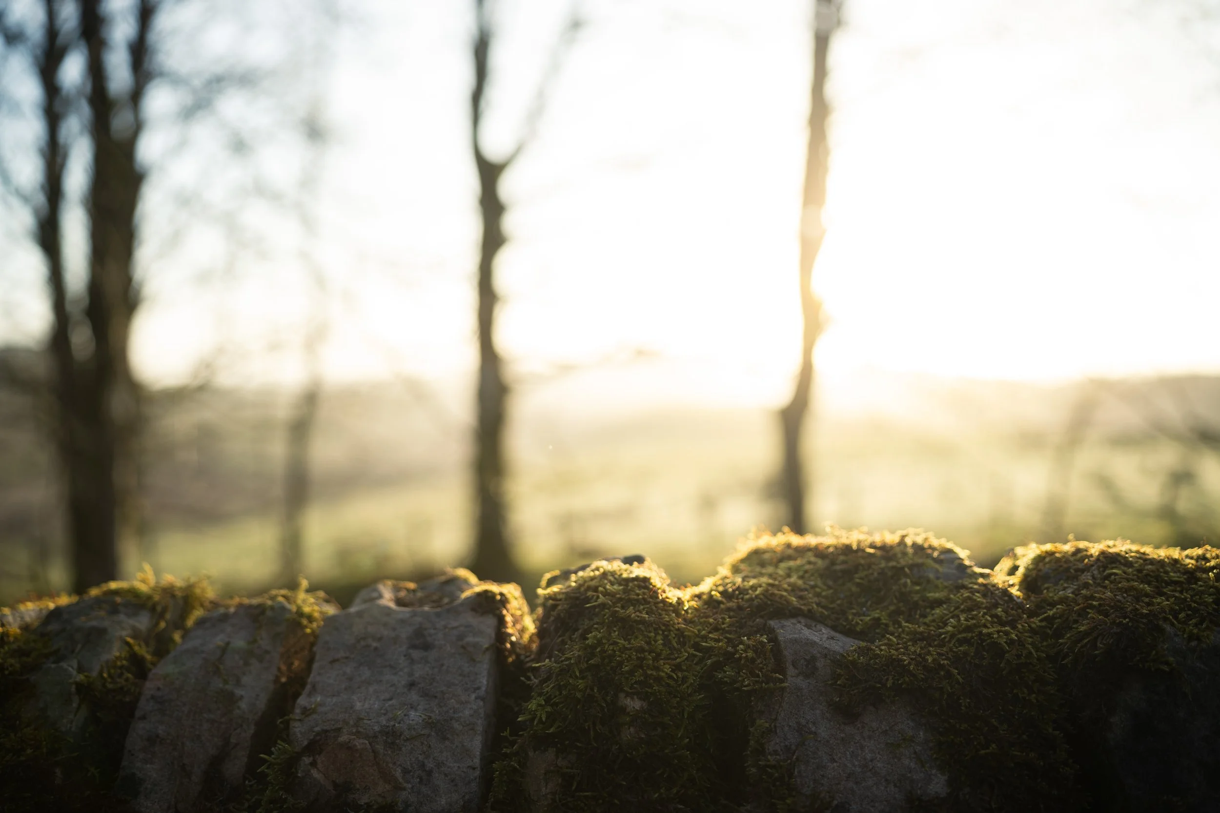 Close-up of moss-covered rock wall in the foreground with blurred trees and a meadow bathed in early morning sunlight in the background.