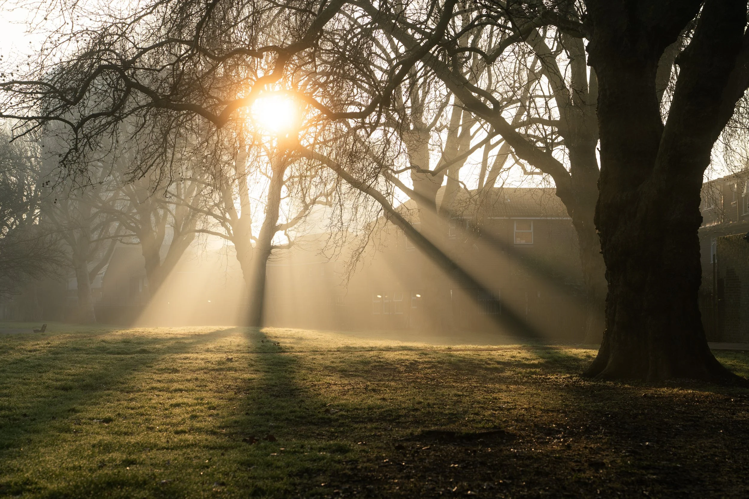Sunlight filters through leafless trees in Southwark park during the early morning, casting long rays onto the grassy ground.