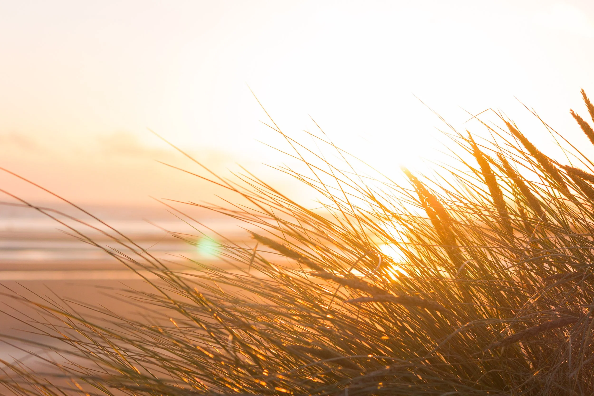 Sunset at Camber Sands. Tall grass is blowing in the wind with the blurry beach at low tide visible in the background.