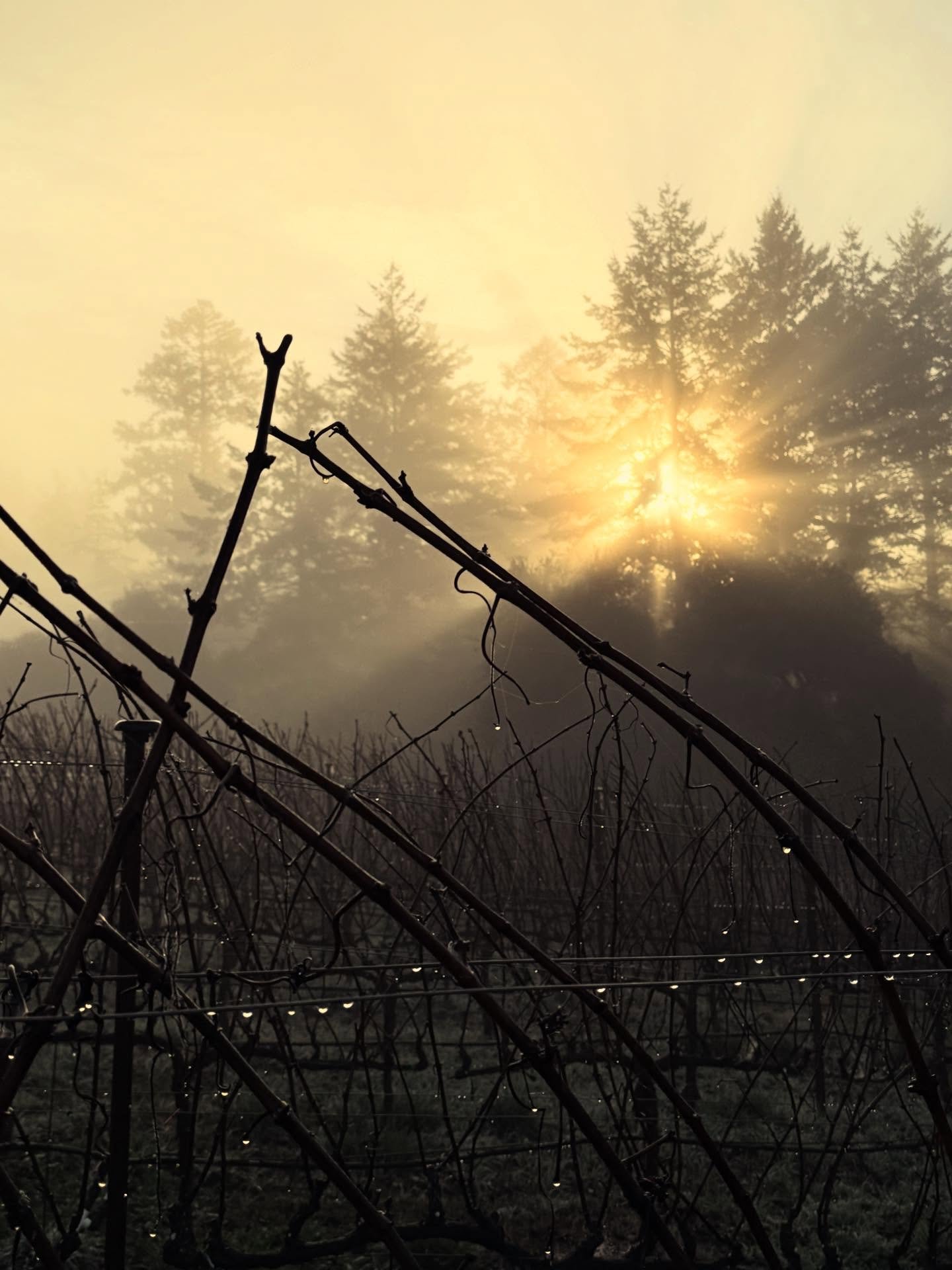 Finally a morning that feels like December in the vineyard