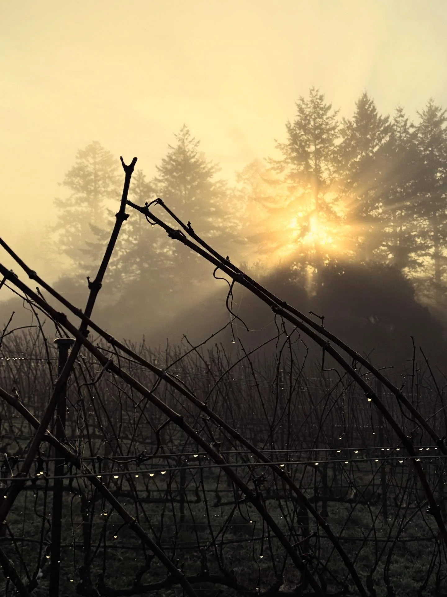 Finally a morning that feels like December in the vineyard