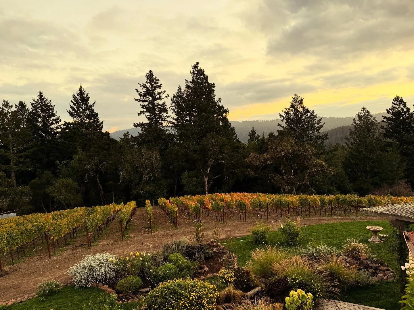 It&rsquo;s hard to beat fall on the vineyard #santacruzmountainwines #pinotnoir