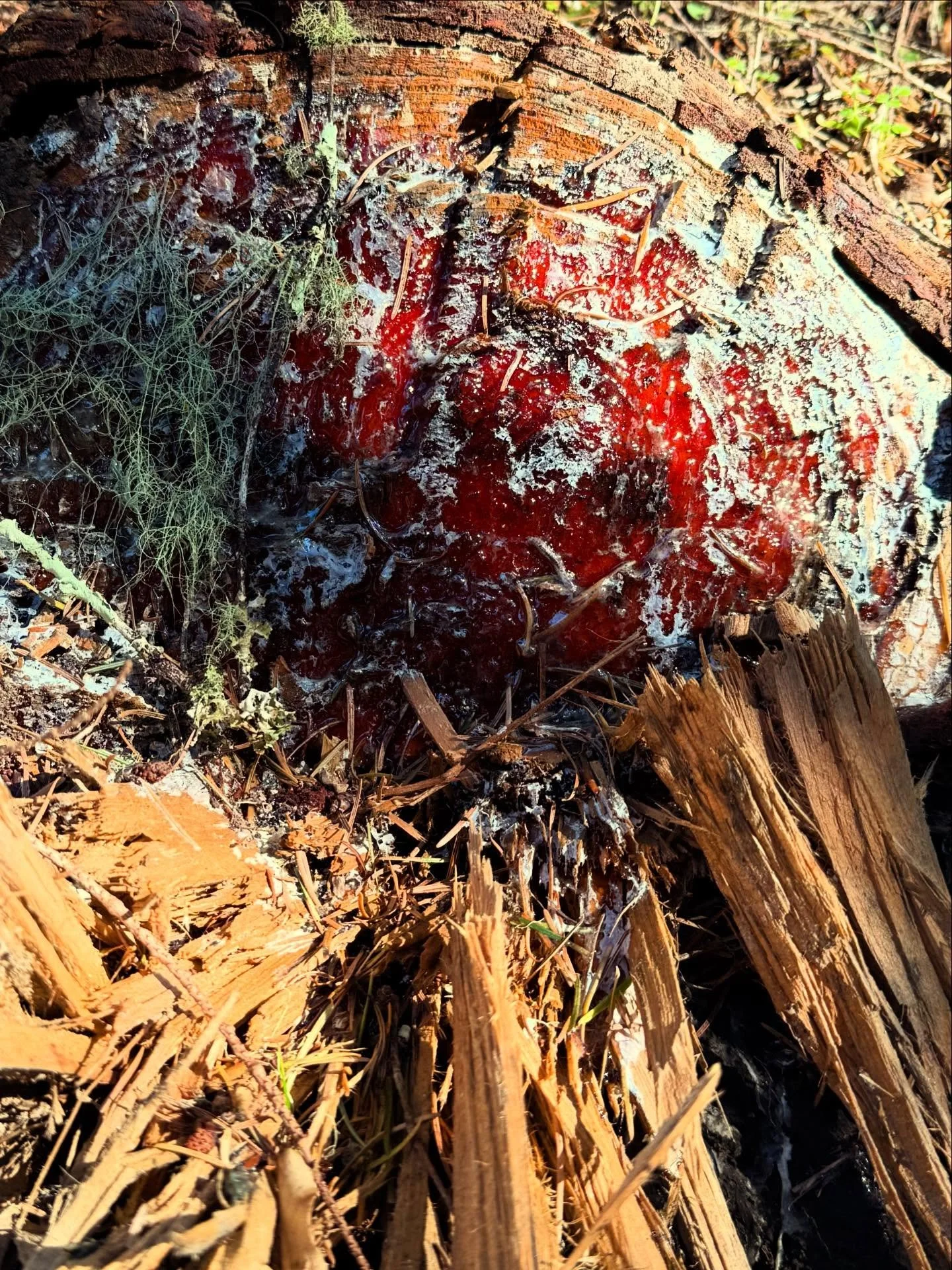 Post-storm finds with Sophie &amp;Waylon
